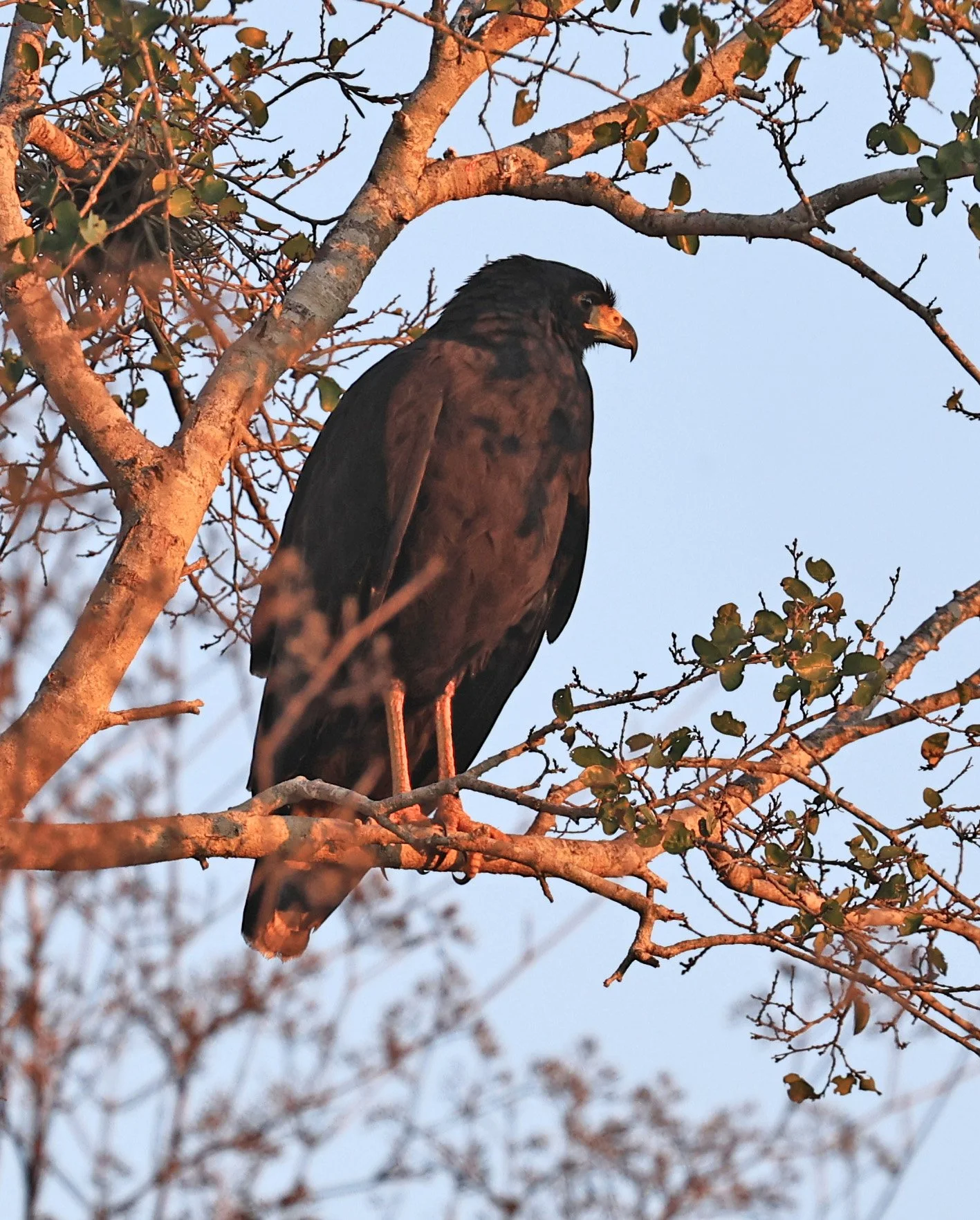 Zone-tailed Hawk (Buteo albonotatus) Agua Dulce Paraguay (10).jpg