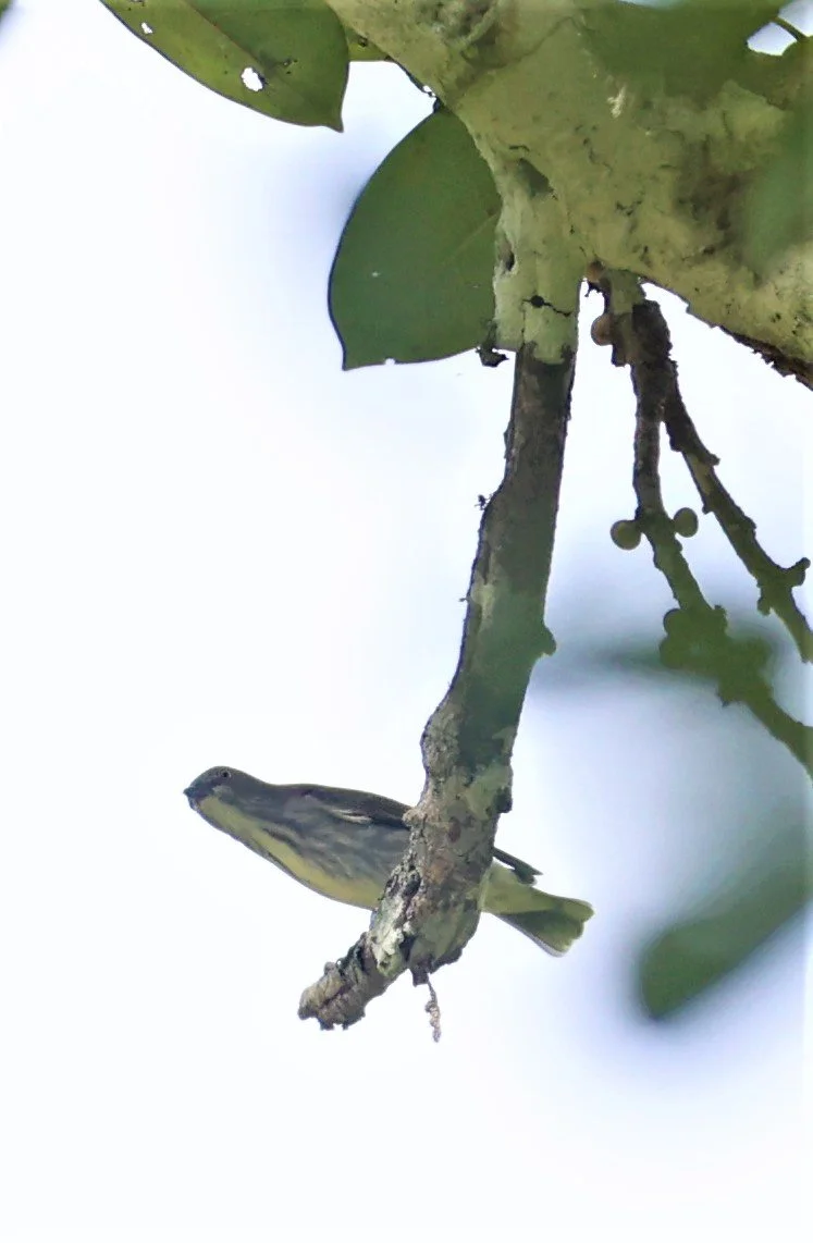 FLOWERPECKER - THICK-BILLED FLOWERPECKER - Dicaeum agile -  KAENG KRACHAN  (7).jpg