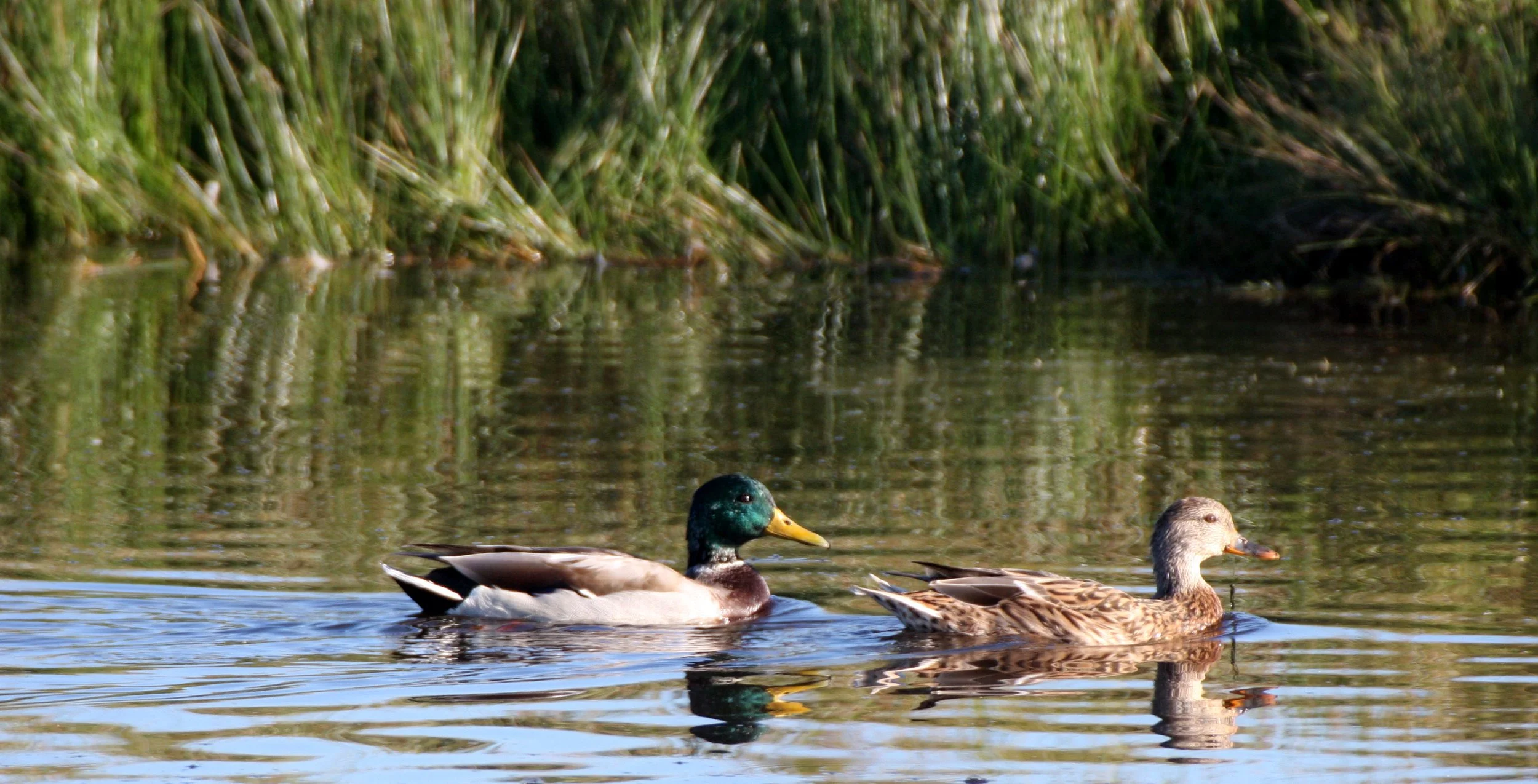 BIRD - MALLARD - PAIR - SEQUIM PRAIRIE.JPG