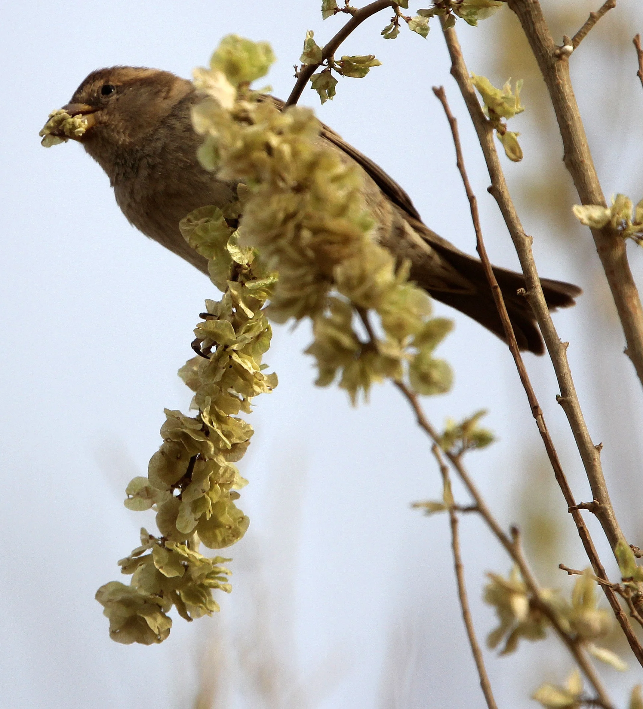 Spanish Sparrow (Passer hispaniolensis) Turpan Xinjiang China (17).JPG