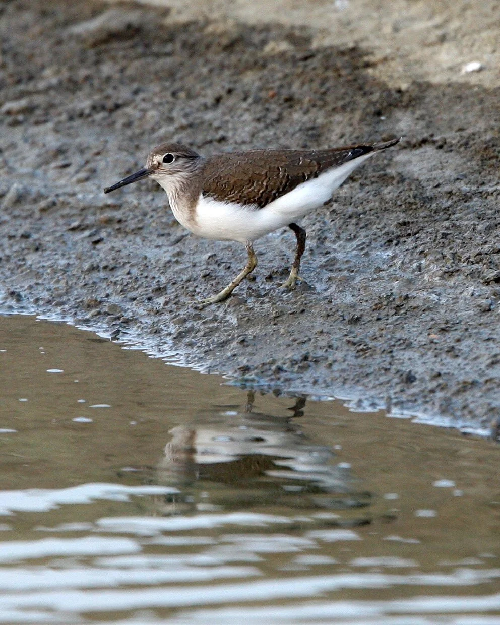 SANDPIPER - COMMON SANDPIPER -Actitus hypoleucos - KOK KHAM MACHACHAI - SALT PONDS - NEAR BANGKOK THAILAND (15).JPG