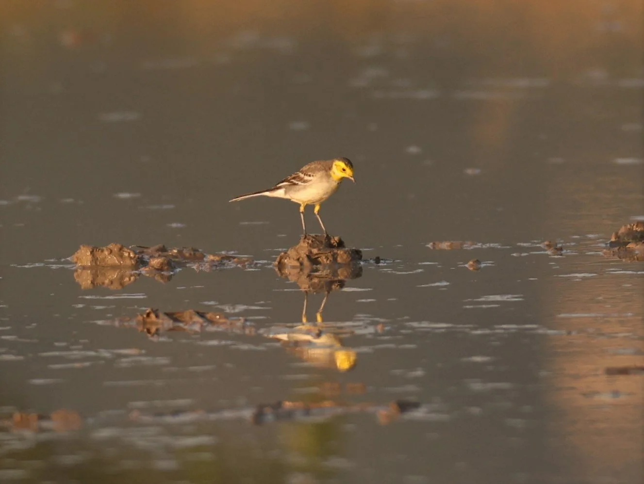 CITRINE WAGTAIL - Motacilla citreola - TATHORN RICEFIELDS CHIANG MAI FEB 2022 (49).jpg
