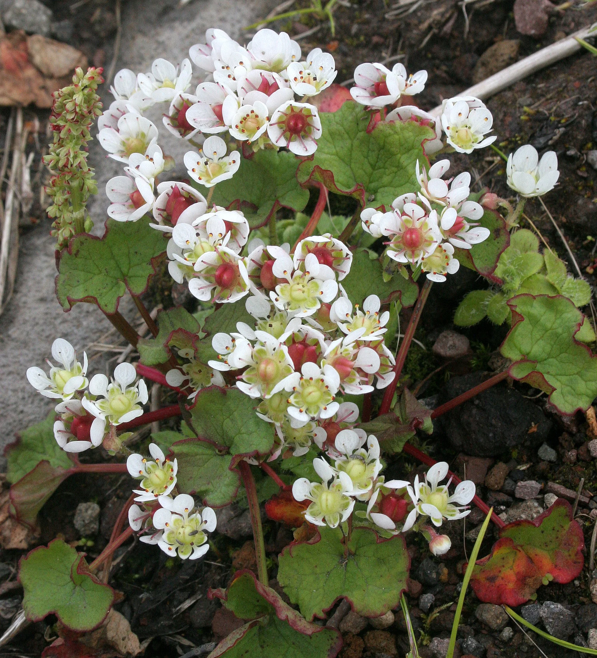 KURIL ISLAND - FLORA (44).jpg