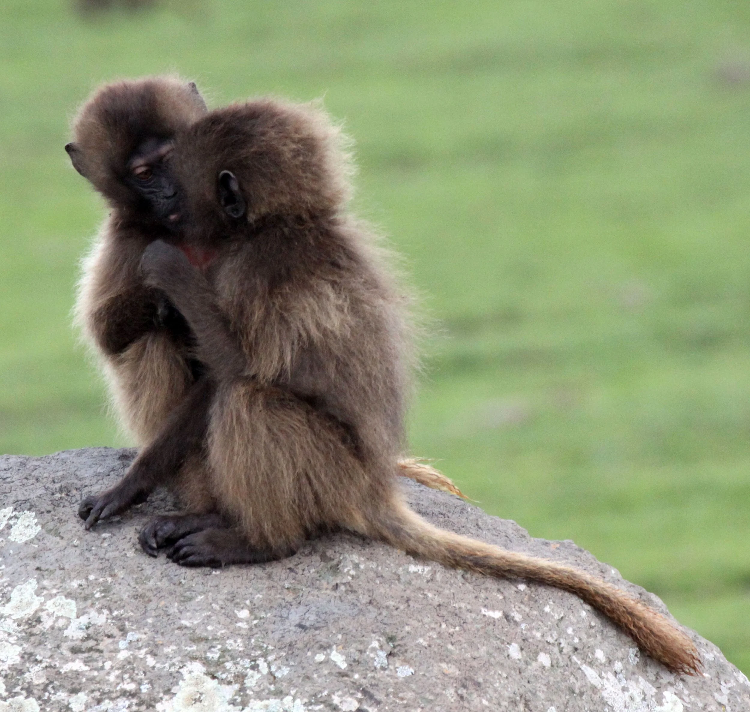 CERCOPITHECIDAE - Theropithecus gelada - GELADA - SIMIEN MOUNTAINS NATIONAL PARK ETHIOPIA (1520).JPG