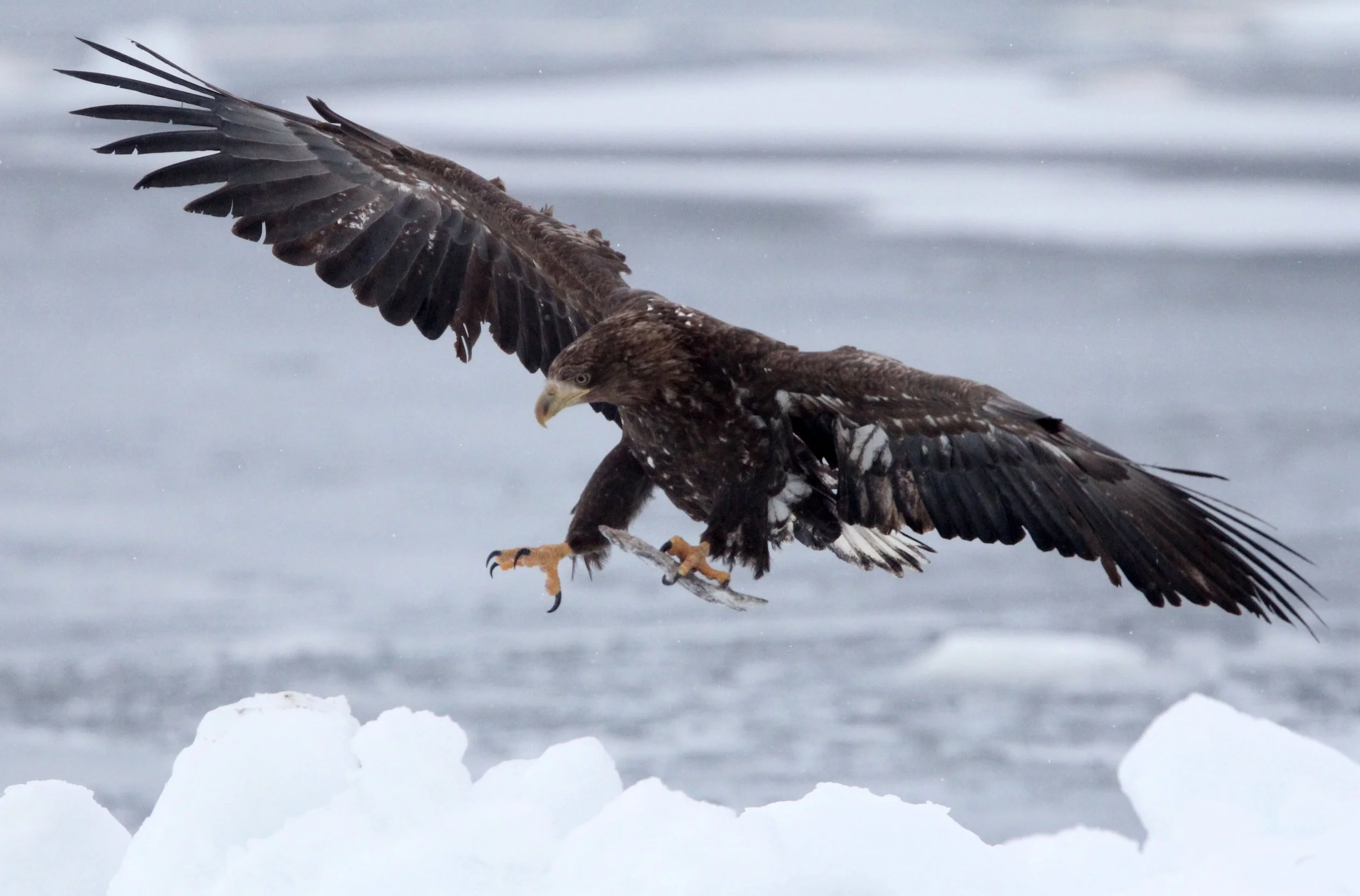 BIRD - EAGLE - WHITE-TAILED EAGLE - RAUSU, SHIRETOKO PENINSULA & NATIONAL PARK, HOKKAIDO JAPAN (43).JPG