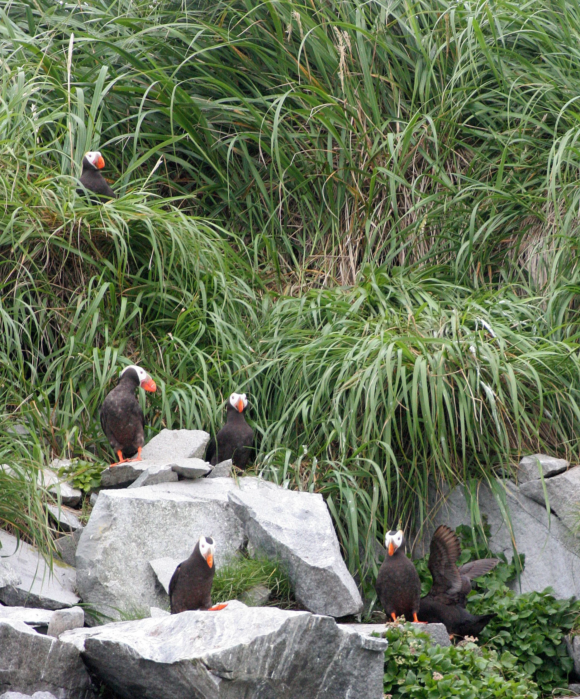 Fratercula cirrhata - TUFTED PUFFIN - COAST OF KAMCHATKA (69).jpg