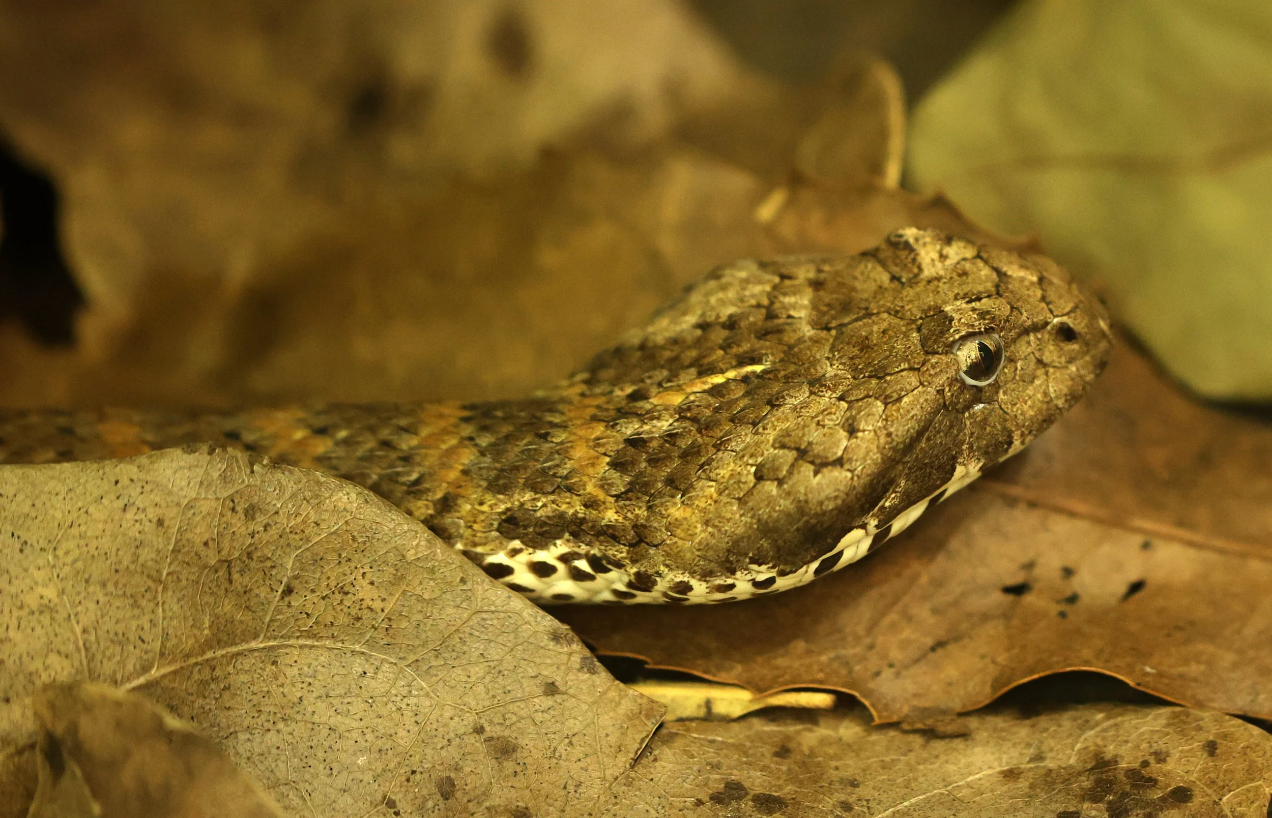 Northern Death Adder (Acanthophis praelongus) Koala Trail Road and Locations South of Brisbane - Queensland