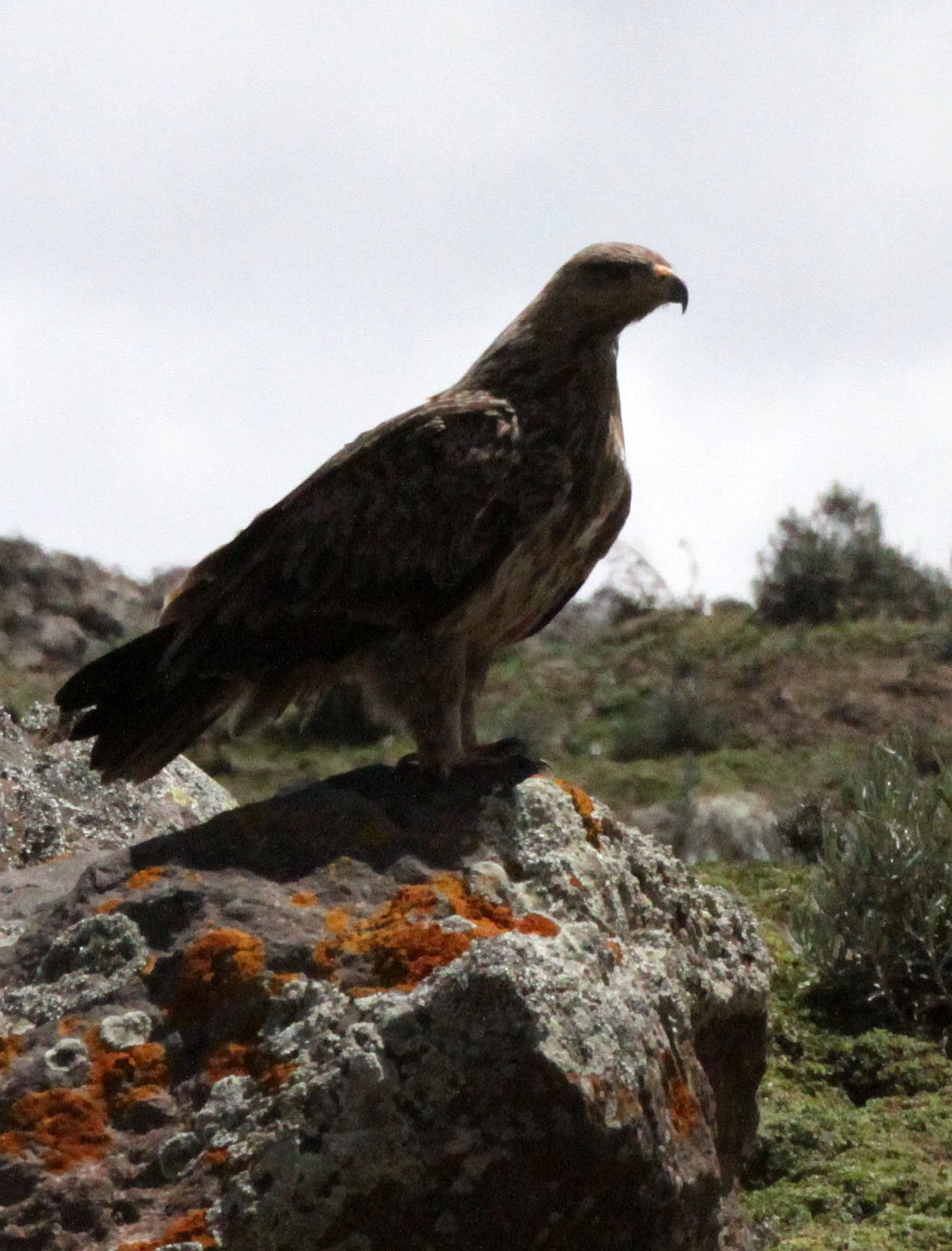 Aquila rapax - TAWNY EAGLE - BALE MOUNTAINS NATIONAL PARK ETHIOPIA (42).JPG