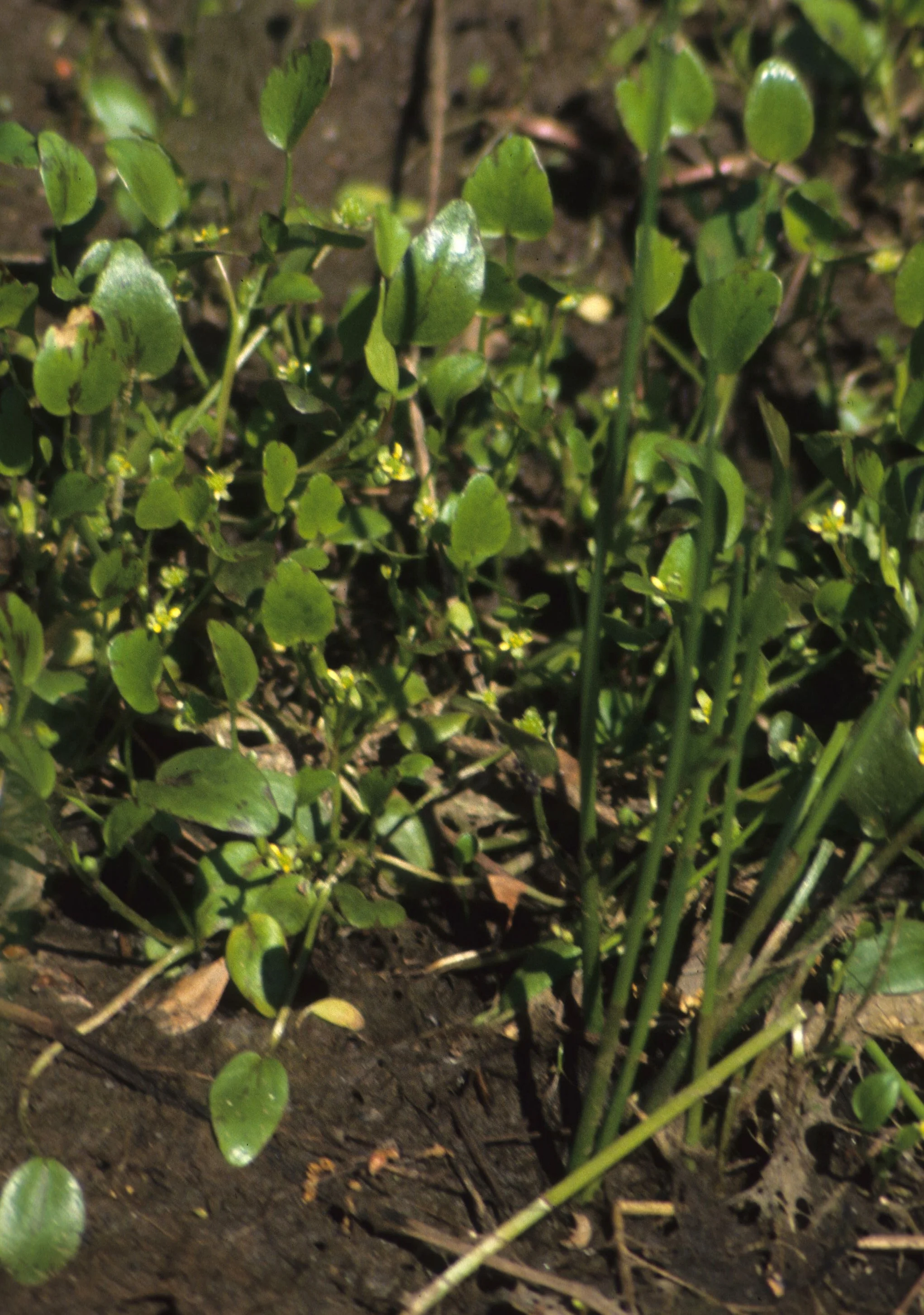 AMERICAN RIVER - AQUATIC PLANT SPECIES.jpg