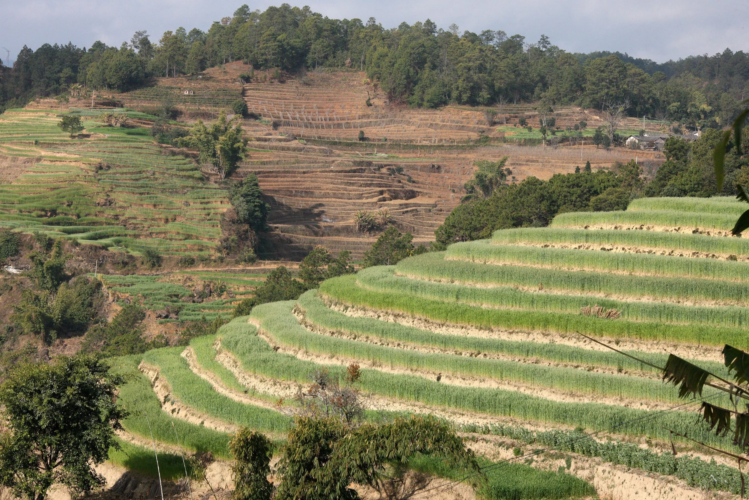 YUNNAN - WULIANGSHAN NATURE RESERVE AND SURROUNDING REGION (18).JPG