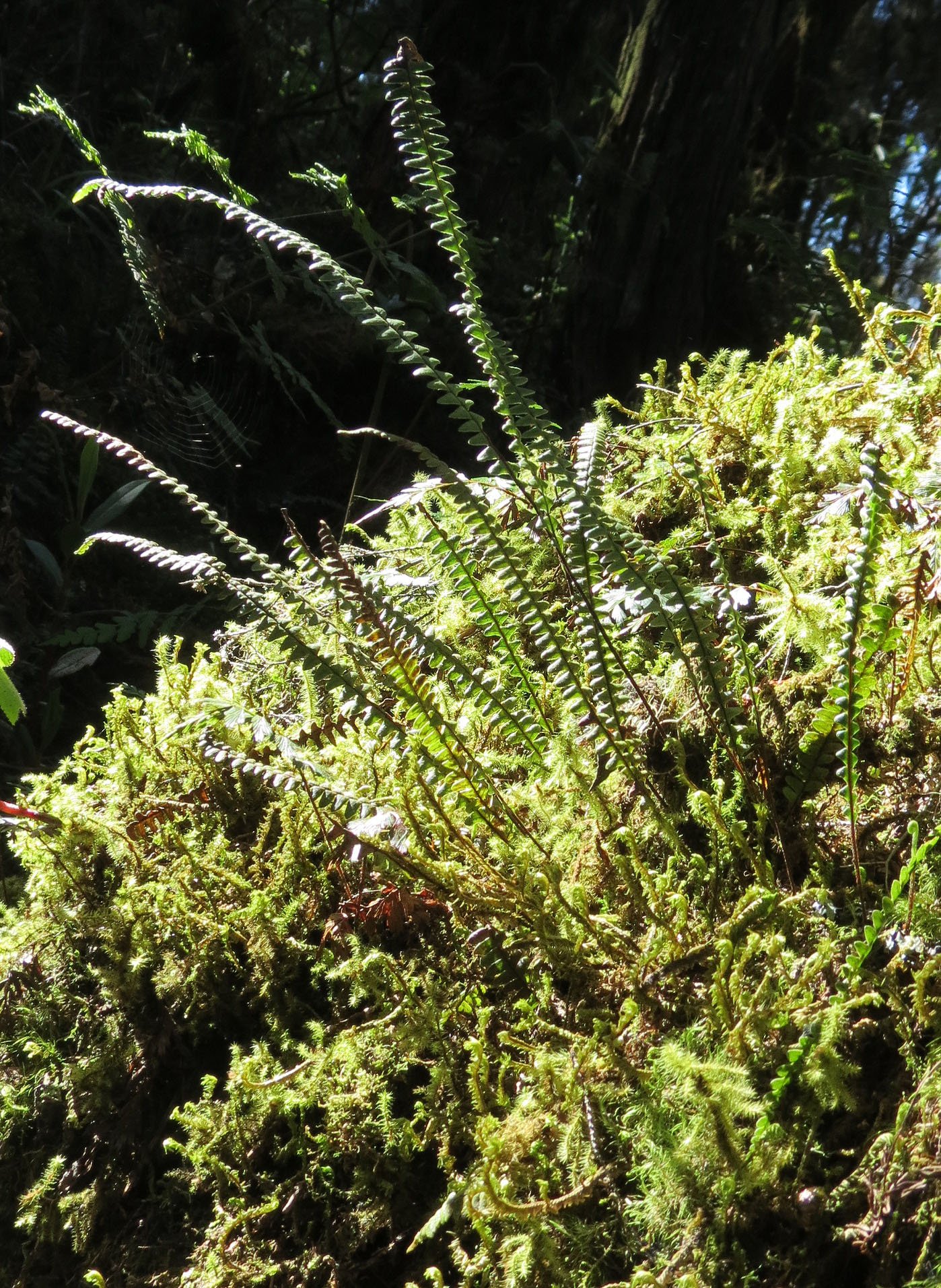 RWENZORI NATIONAL PARK UGANDA (268).JPG