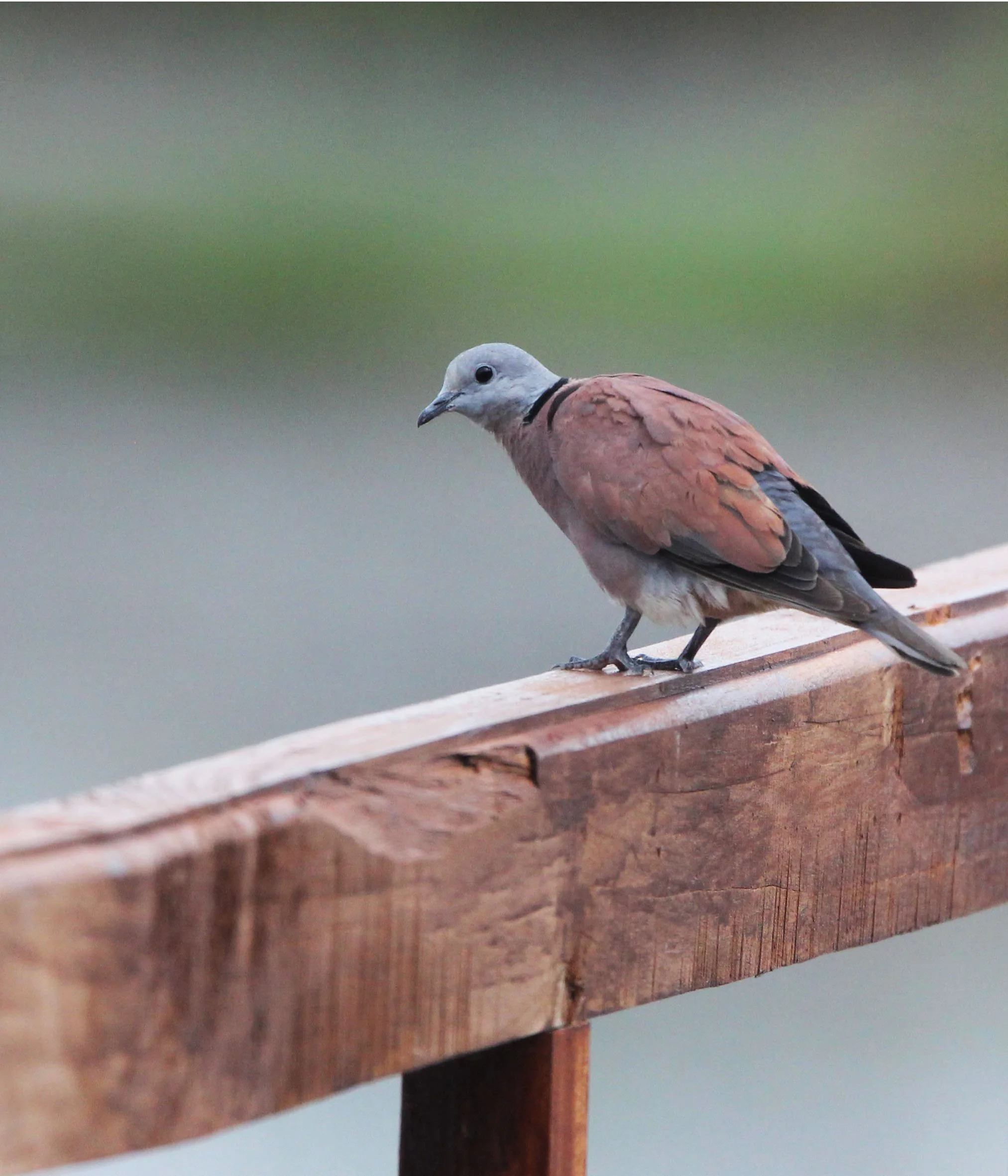 Red-collared Dove (Streptopelia tranquebarica) Khao Sam Roi Yod 