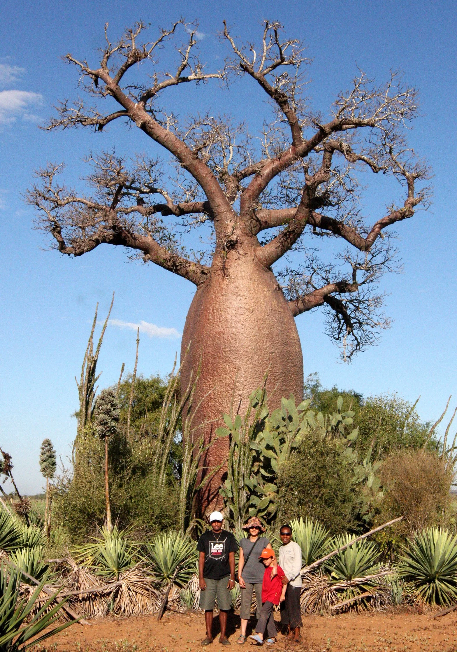 PLANT - BAOBAB - ADANSONIA RUBROSTIPA - BOTTLE BAOBAB - BERENTY RESERVE MADAGASCAR (5).JPG