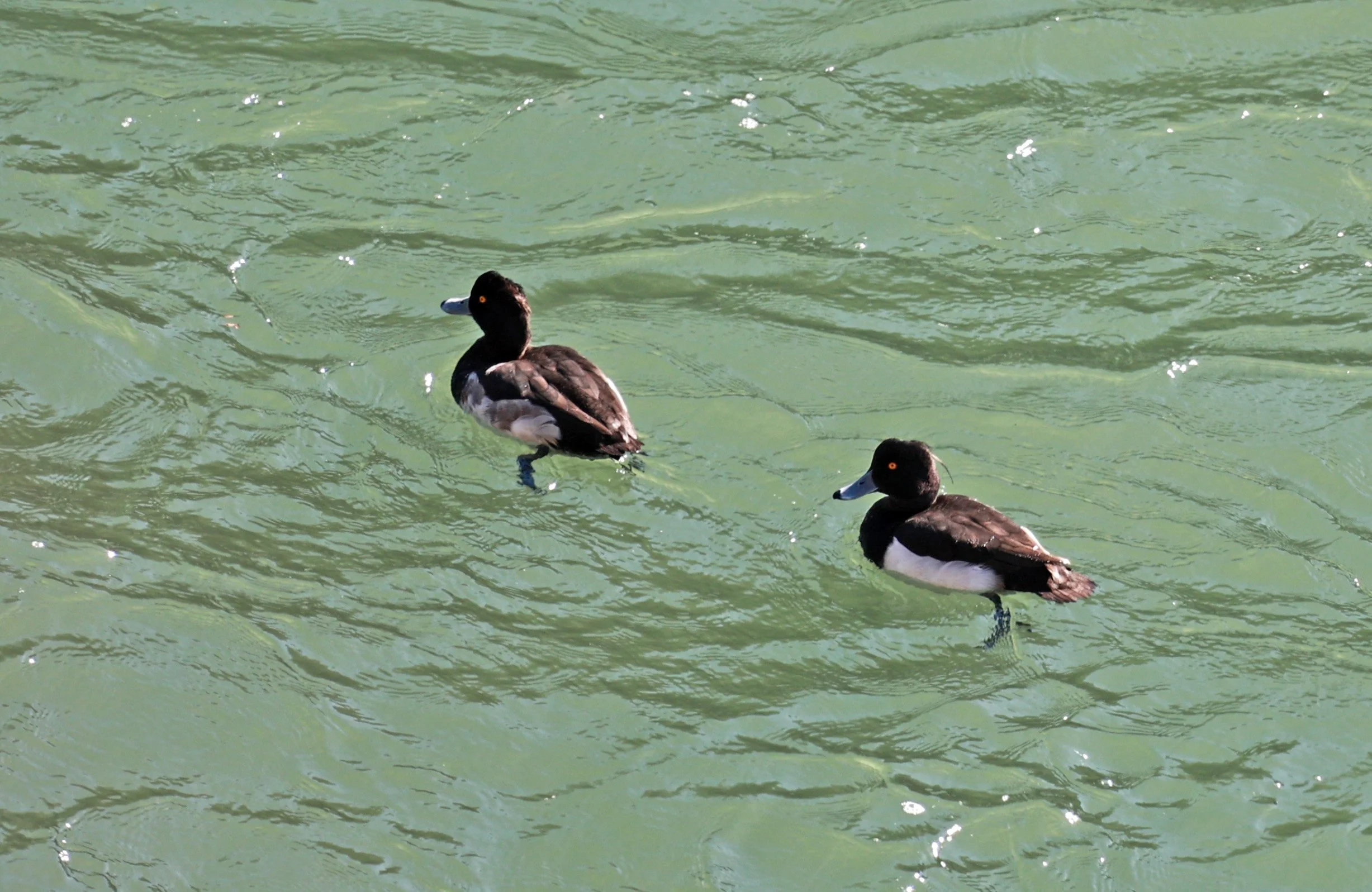 Tufted Duck (Aythya fuligula) Sogi Waterfalls & Canyon, Kagoshima Japan 