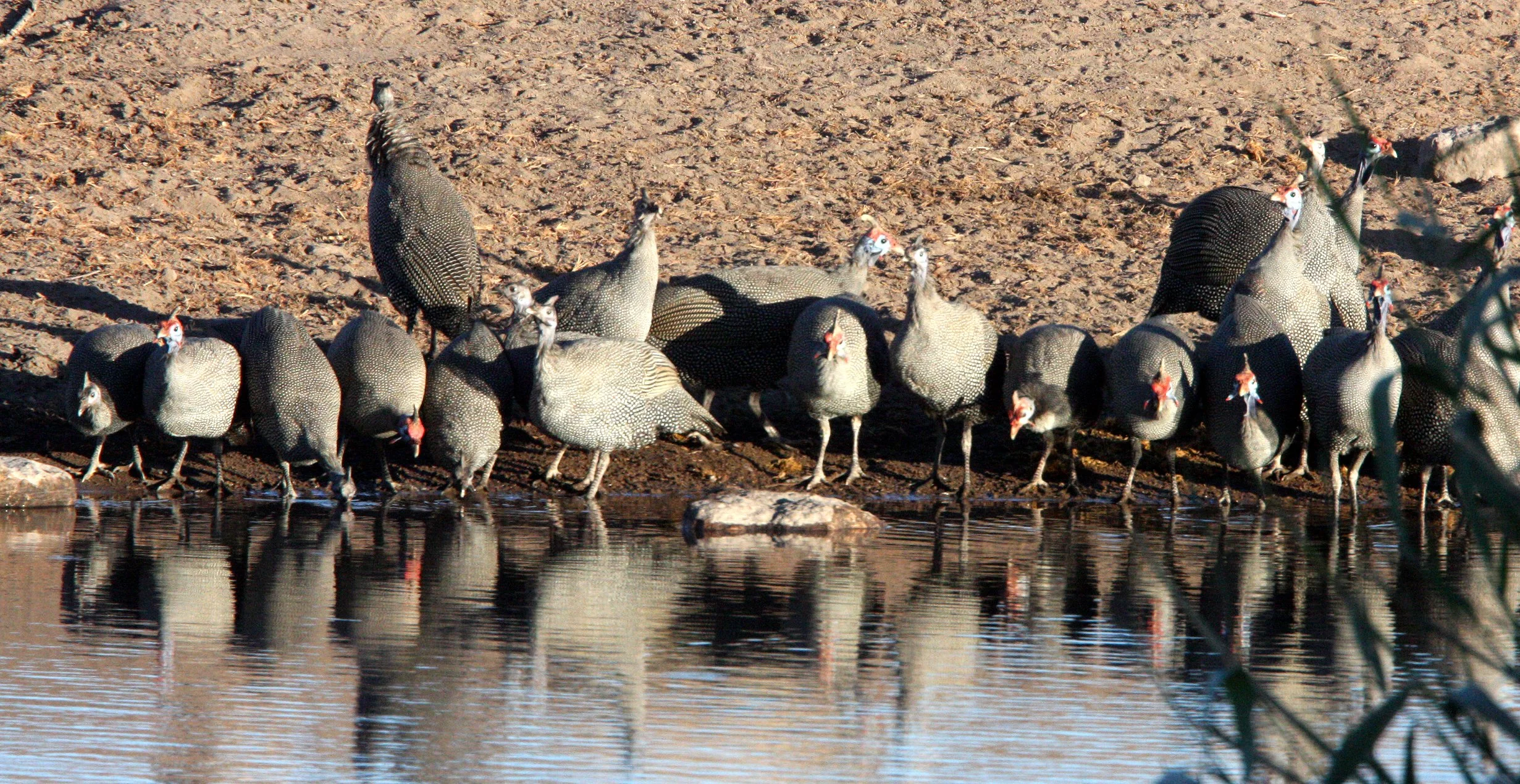BIRD - GUINEAFOWL - HELMETED GUINEAFOWL - ETOSHA NATIONAL PARK NAMIBIA (4).JPG