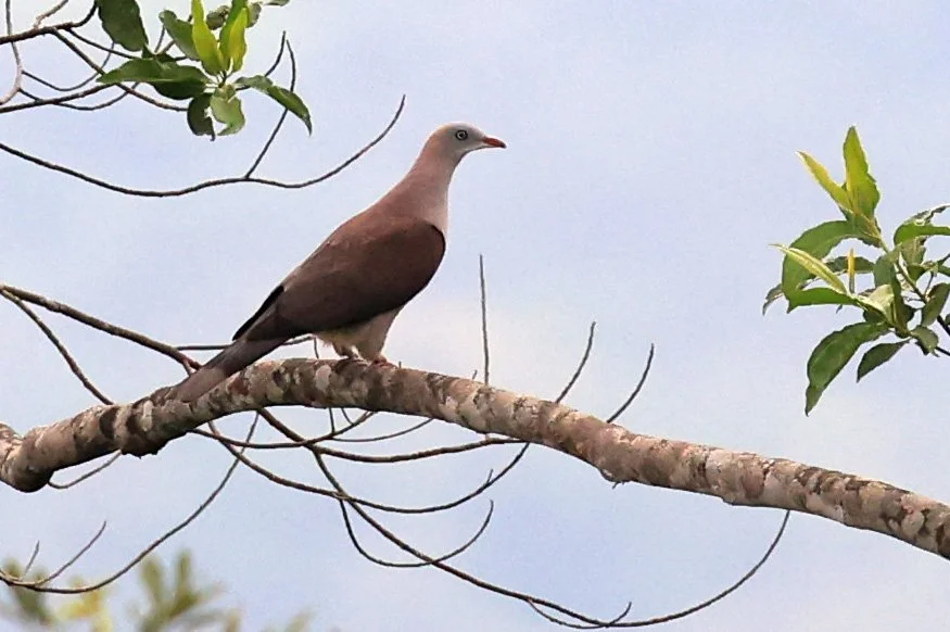 Mountain Imperial Pigeon (Ducula badia) Khao Yai National Park Feb 2026 Day 2 (15).jpg