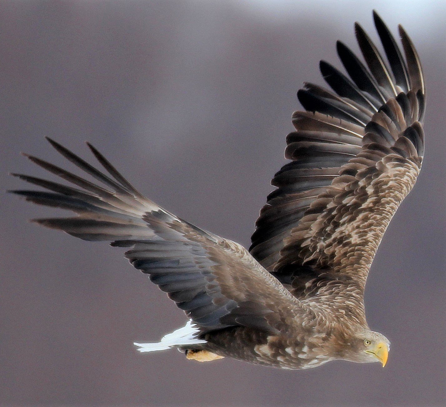 Haliaeetus albicilla - WHITE-TAILED EAGLE - AKAN INTERNATIONAL CRANE CENTER - HOKKAIDO JAPAN aa3.jpg
