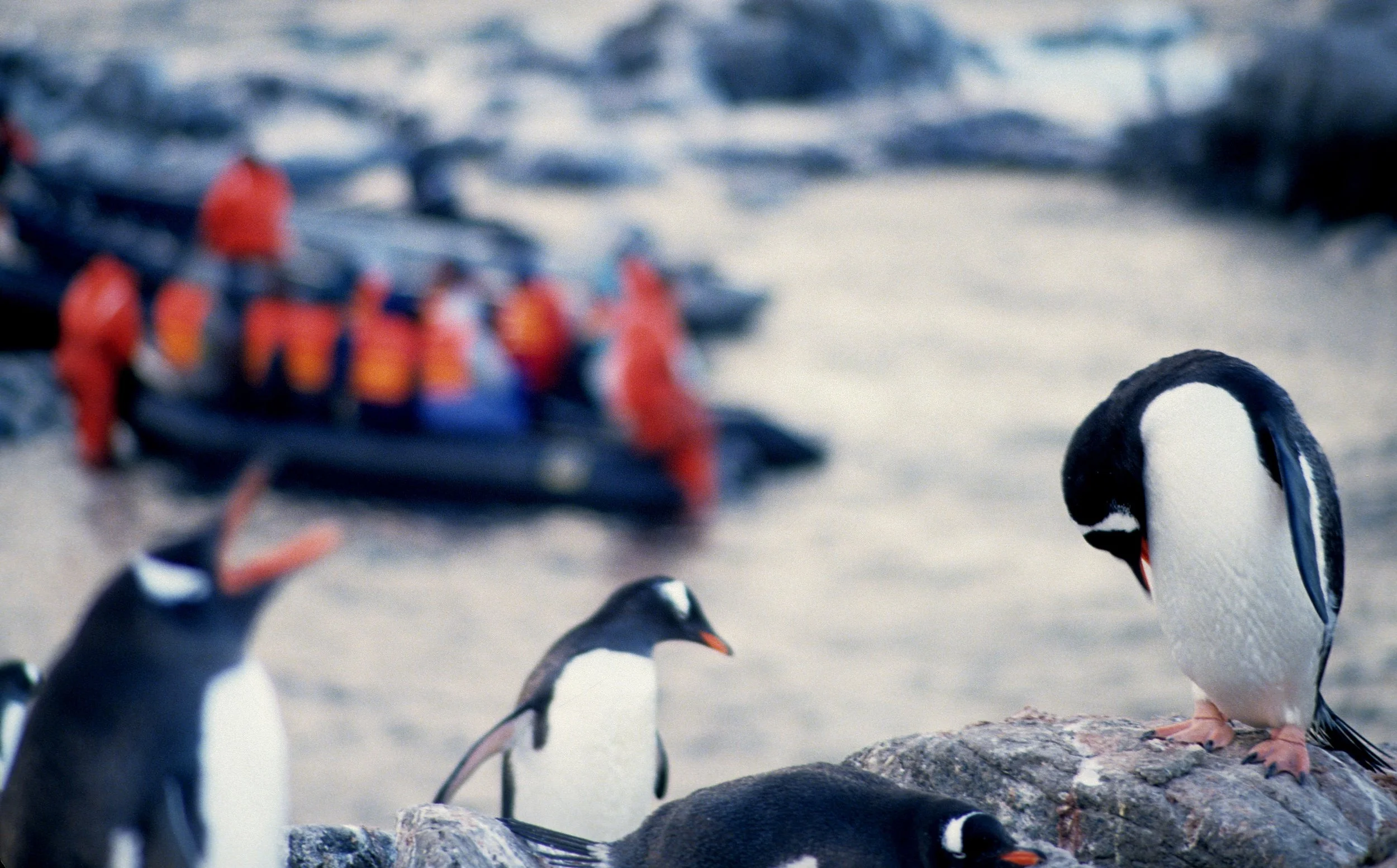 Gentoo Penguin (Pygoscelis papua) Antarctic Peninsula scanned slides 1996 (27).jpg