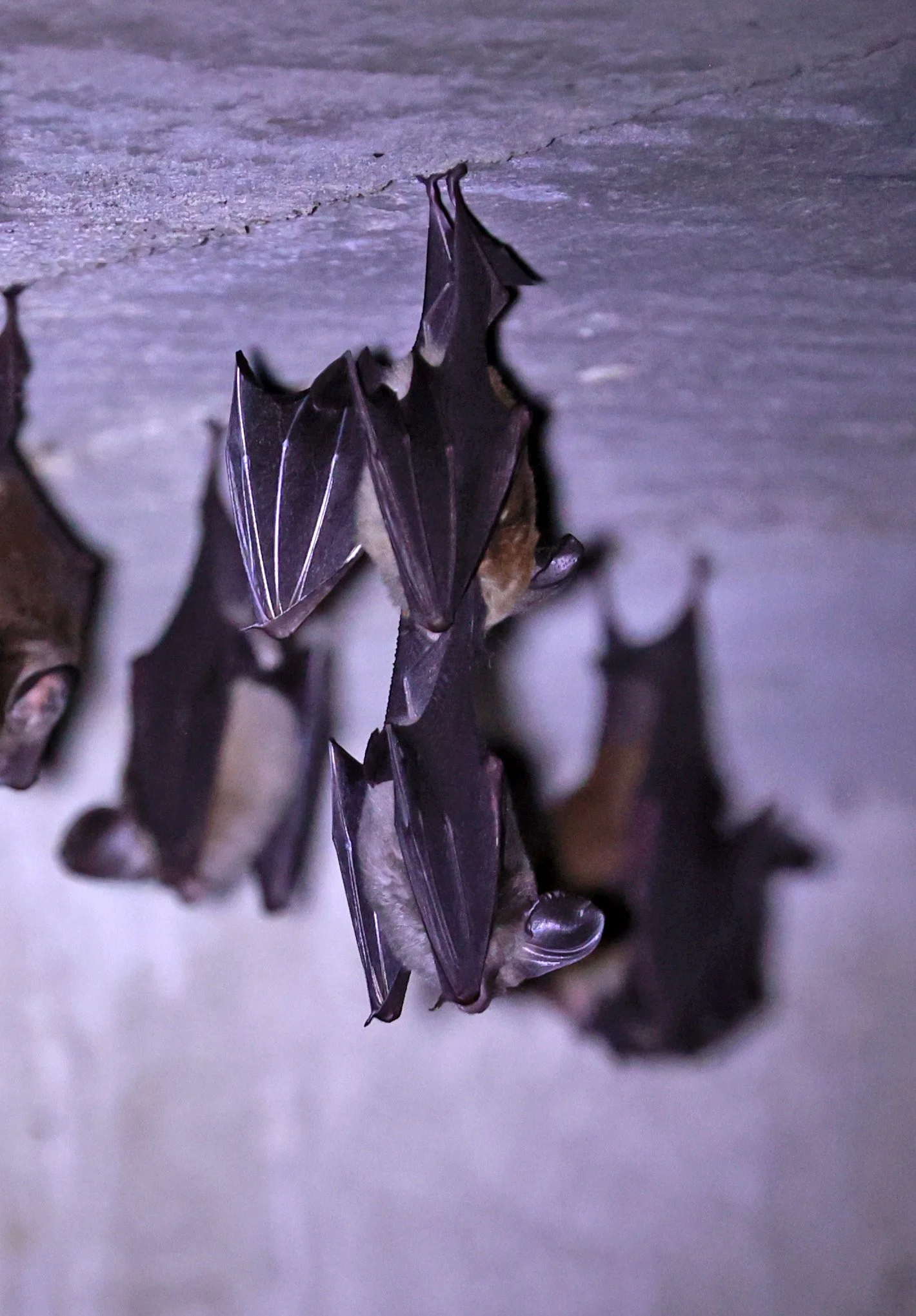 Hipposideros gentilis 
