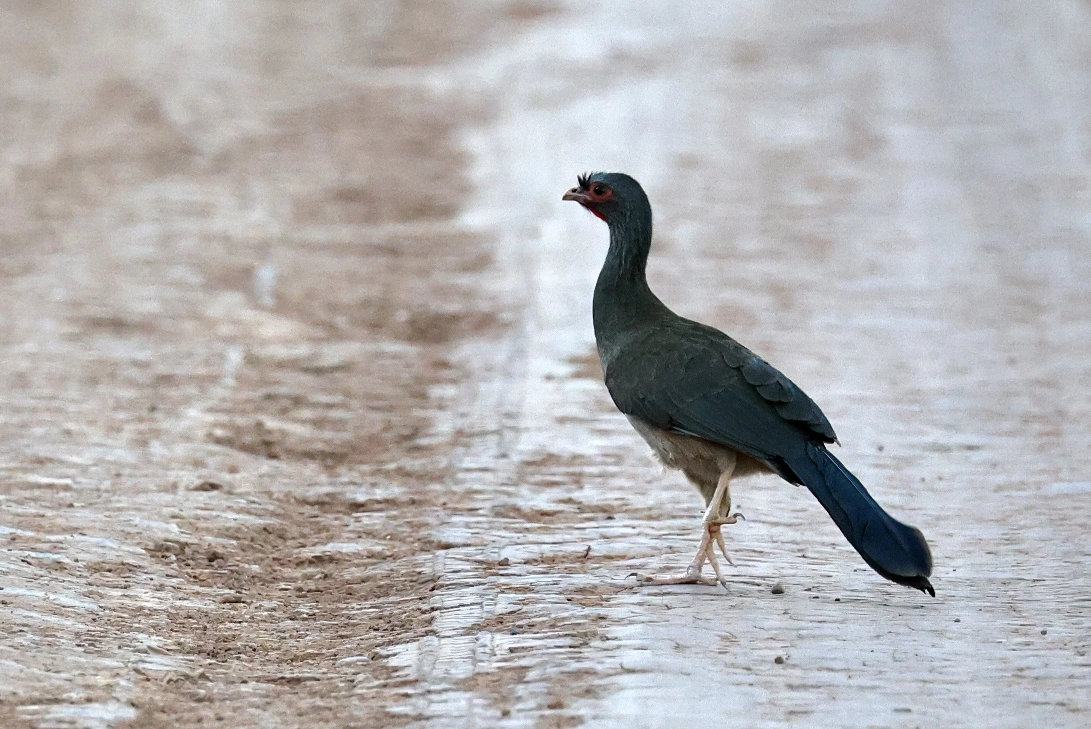 Chaco chachalaca (Ortalis canicollis) Agua Dulce Paraguay (4).jpg