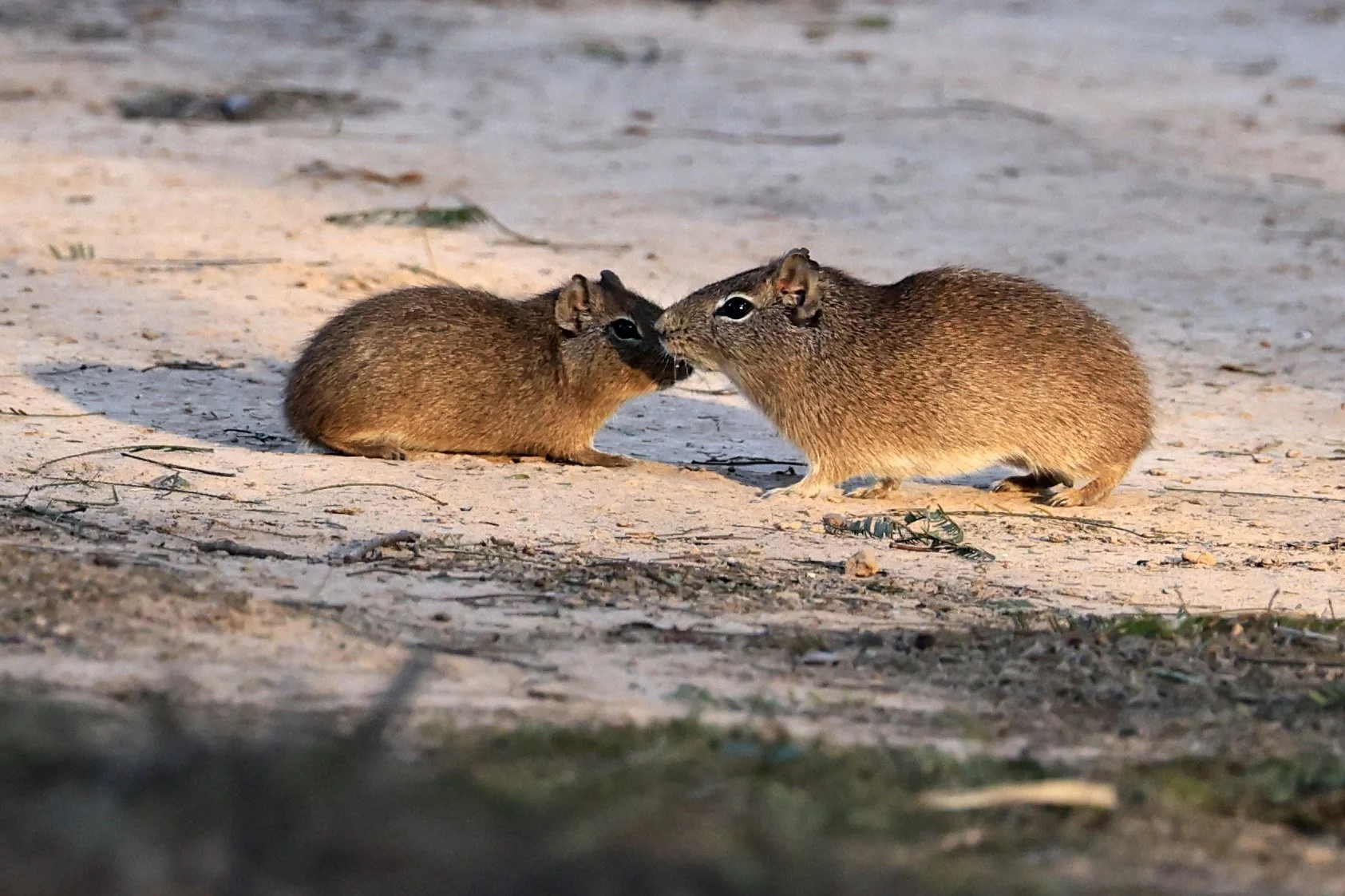 Lowland Yellow-Toothed Cavy (Galea leucoblephara) 
