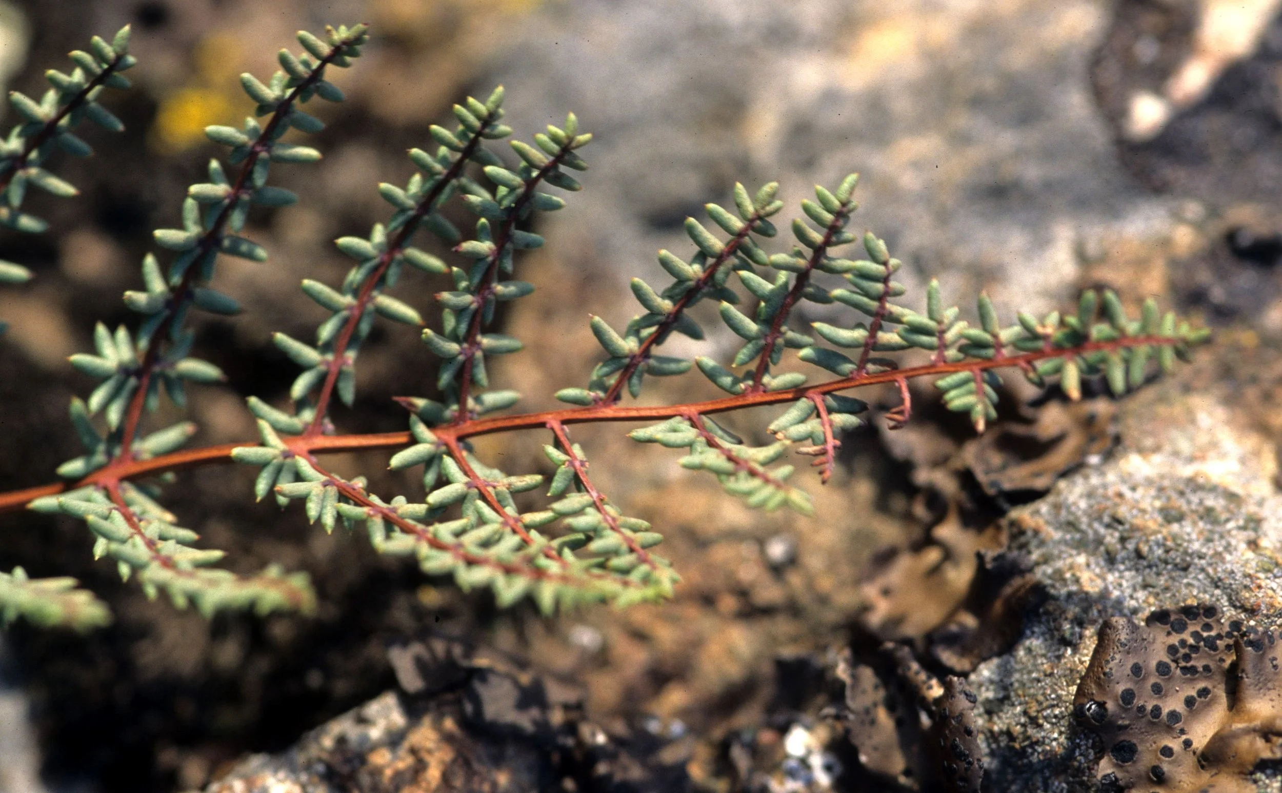 CALIFORNIA - SIERRA - PTERIDOPHYTA SPECIES A.jpg