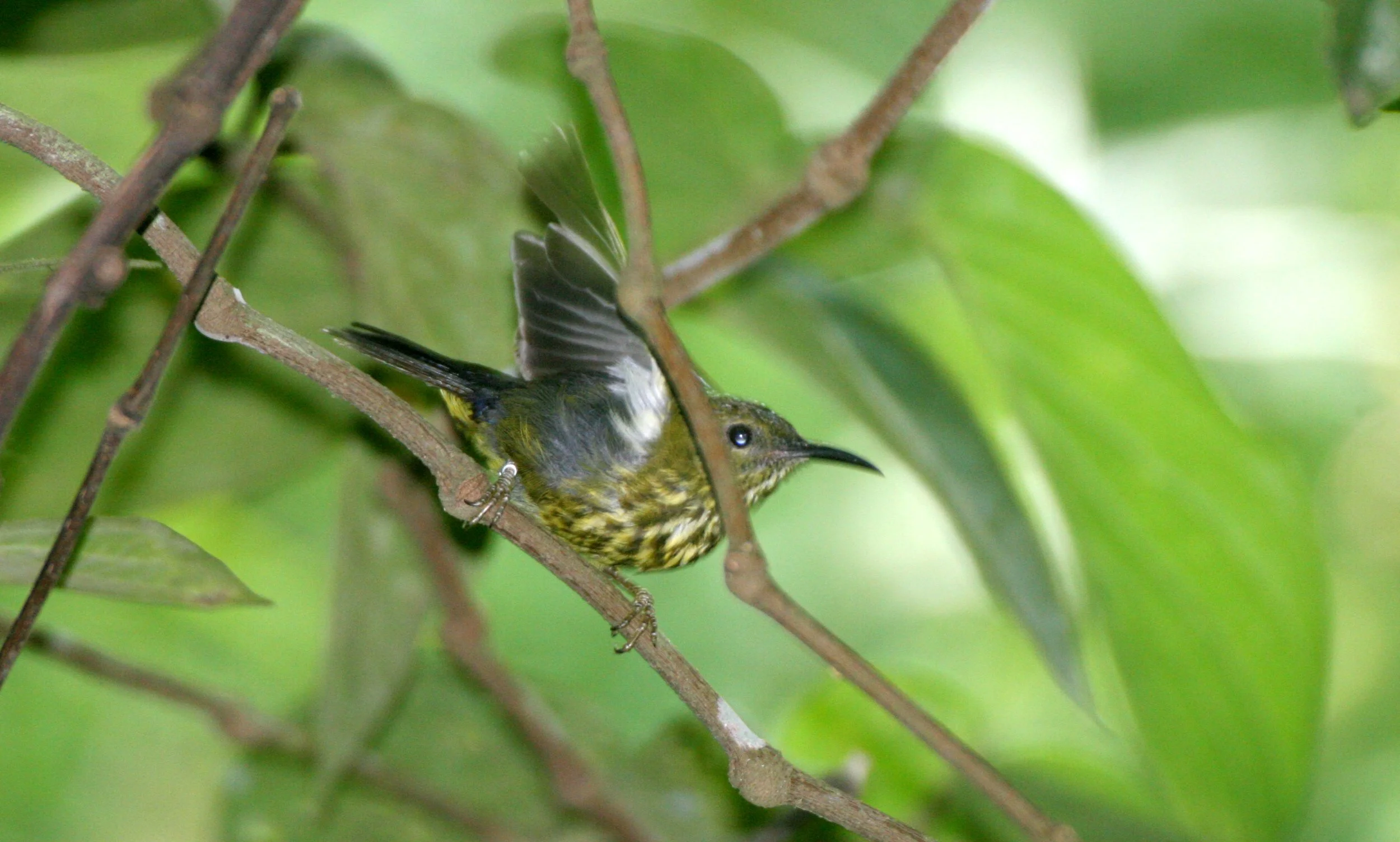 BIRD - SUNBIRD - PURPLE-NAPED SUNBIRD - HYPOGRAMMA HYPOGRAMMICUM - TABIN WILDLIFE RESERVE BORNEO (7).JPG