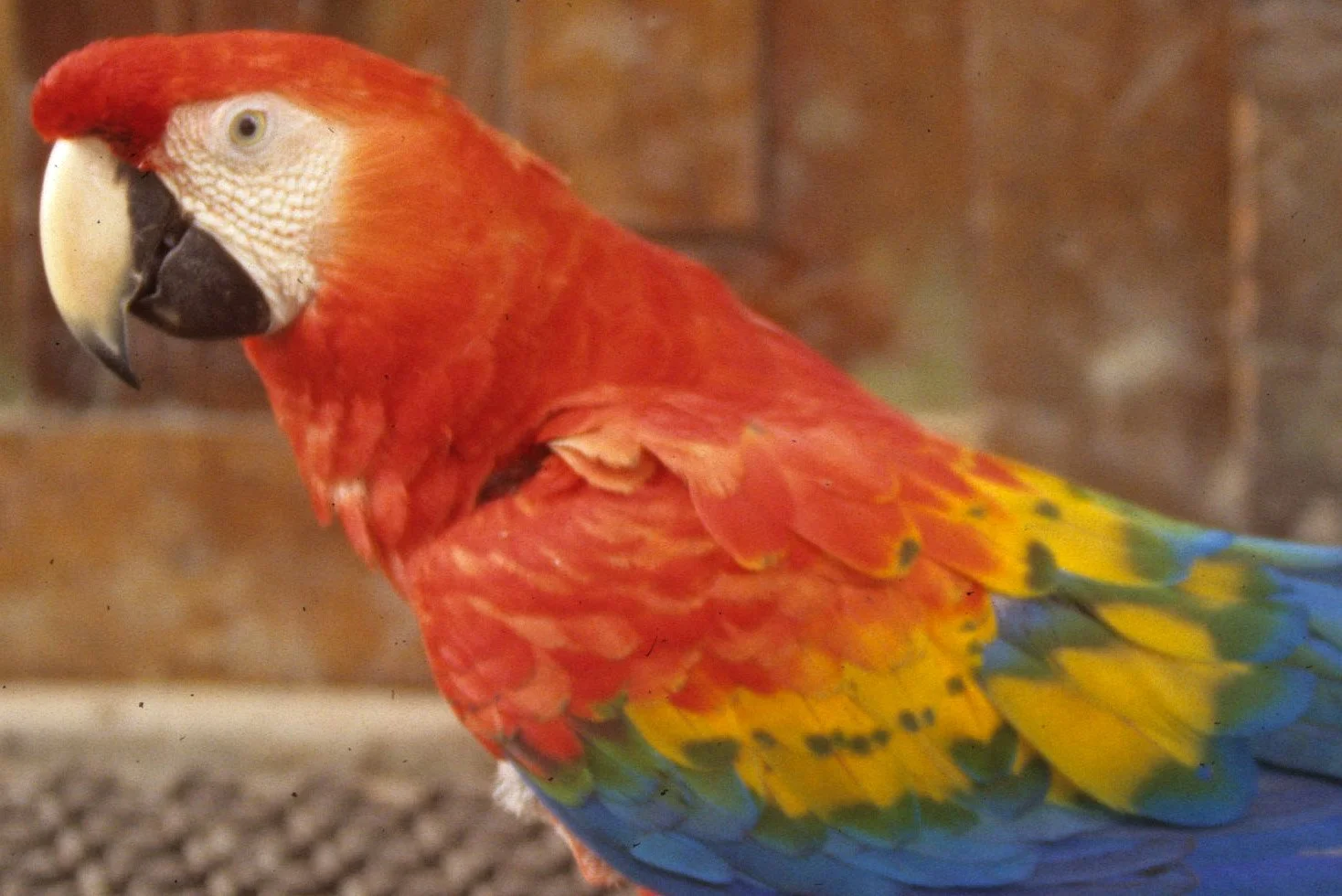 BIRD - MACAW - SCARLET - MANU LODGE PET B.jpg