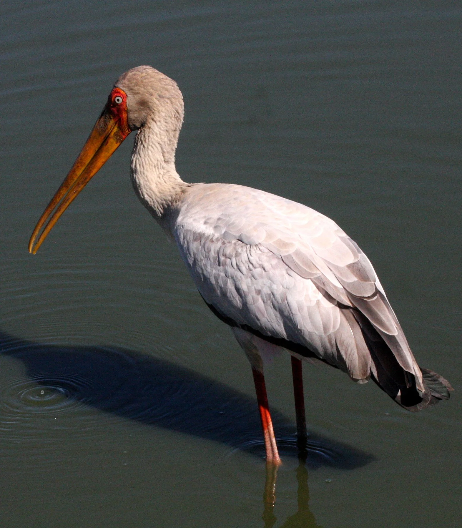 STORK - YELLOW-BILLED STORK - Mycteria ibis - KRUGER NATIONAL PARK SOUTH AFRICA (26).JPG
