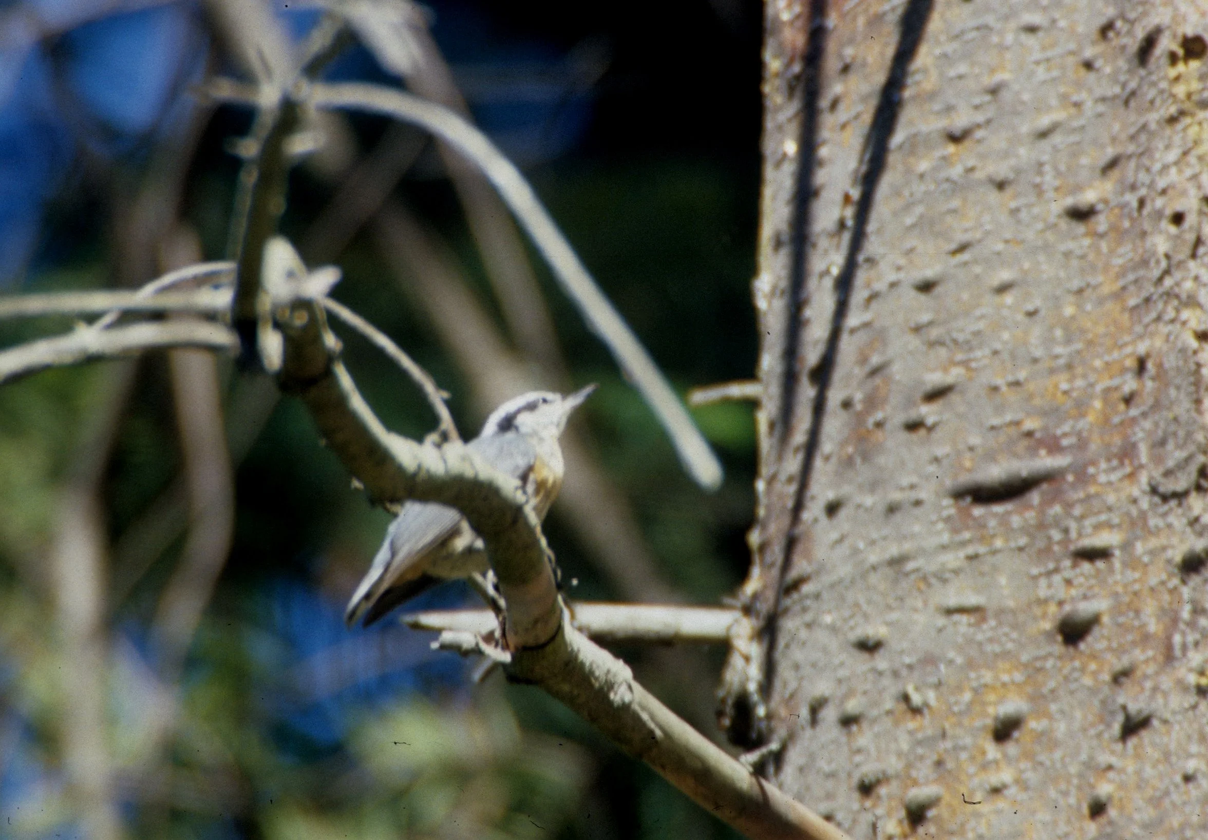 BIRD - NUTHATCH - LAKE FARM.jpg