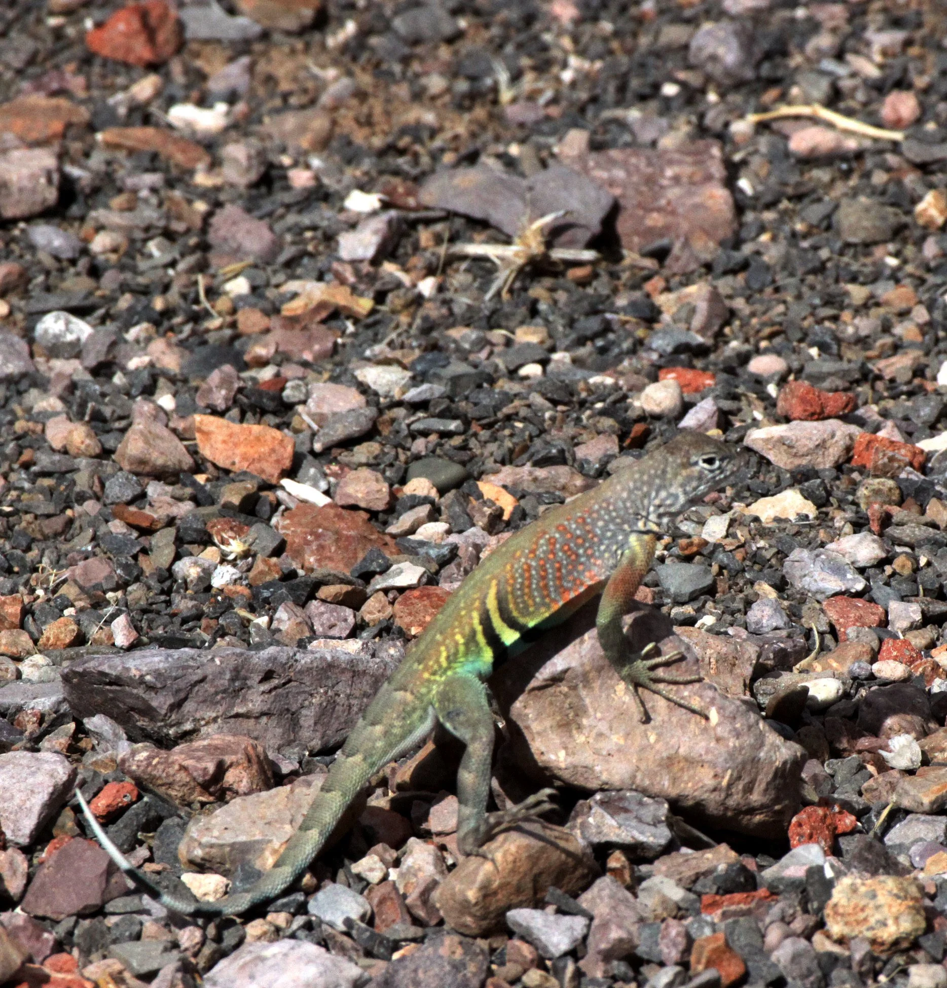 REPTILE - LIZARD - COPHOSAURUS TEXANUS - GREATER EARLESS LIZARD - DRIPPING SPRING NEW MEXICO (2).JPG