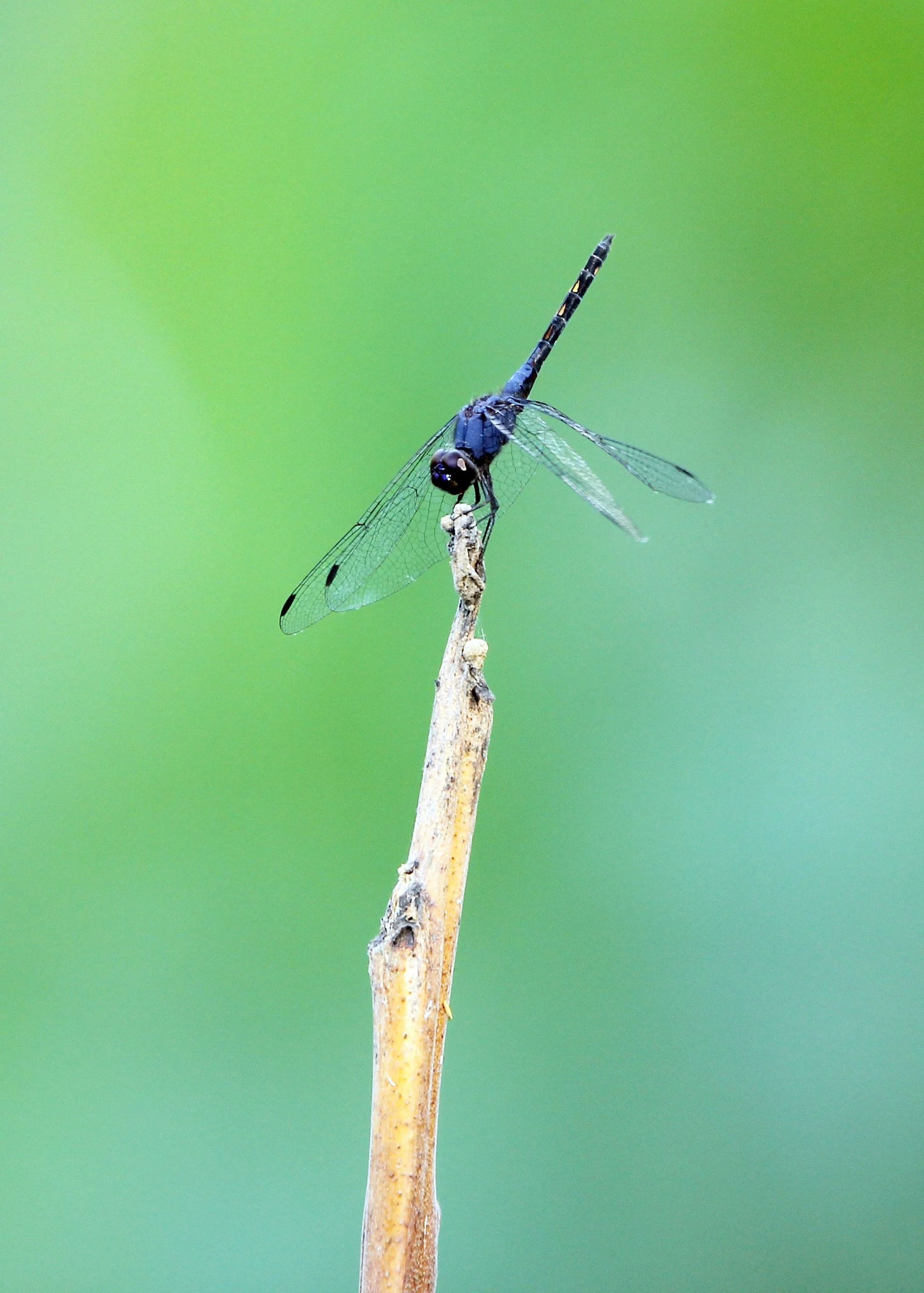 Huau Kha Khaeng Reserve, Thailand