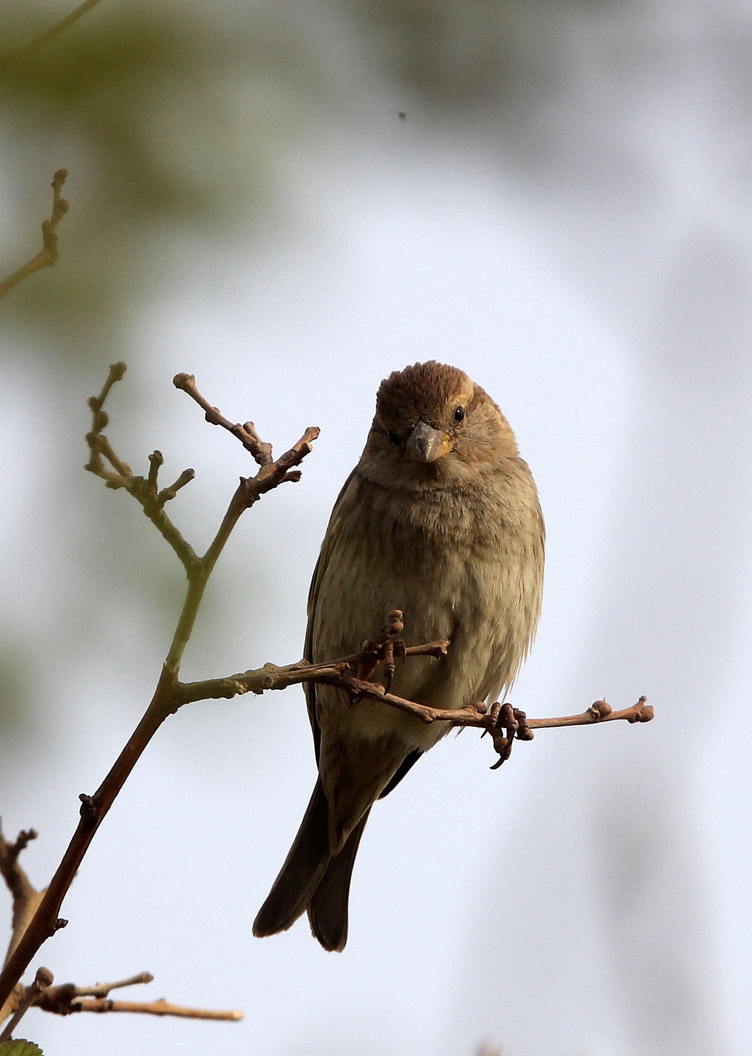 Spanish Sparrow (Passer hispaniolensis) Turpan Xinjiang China (24).JPG