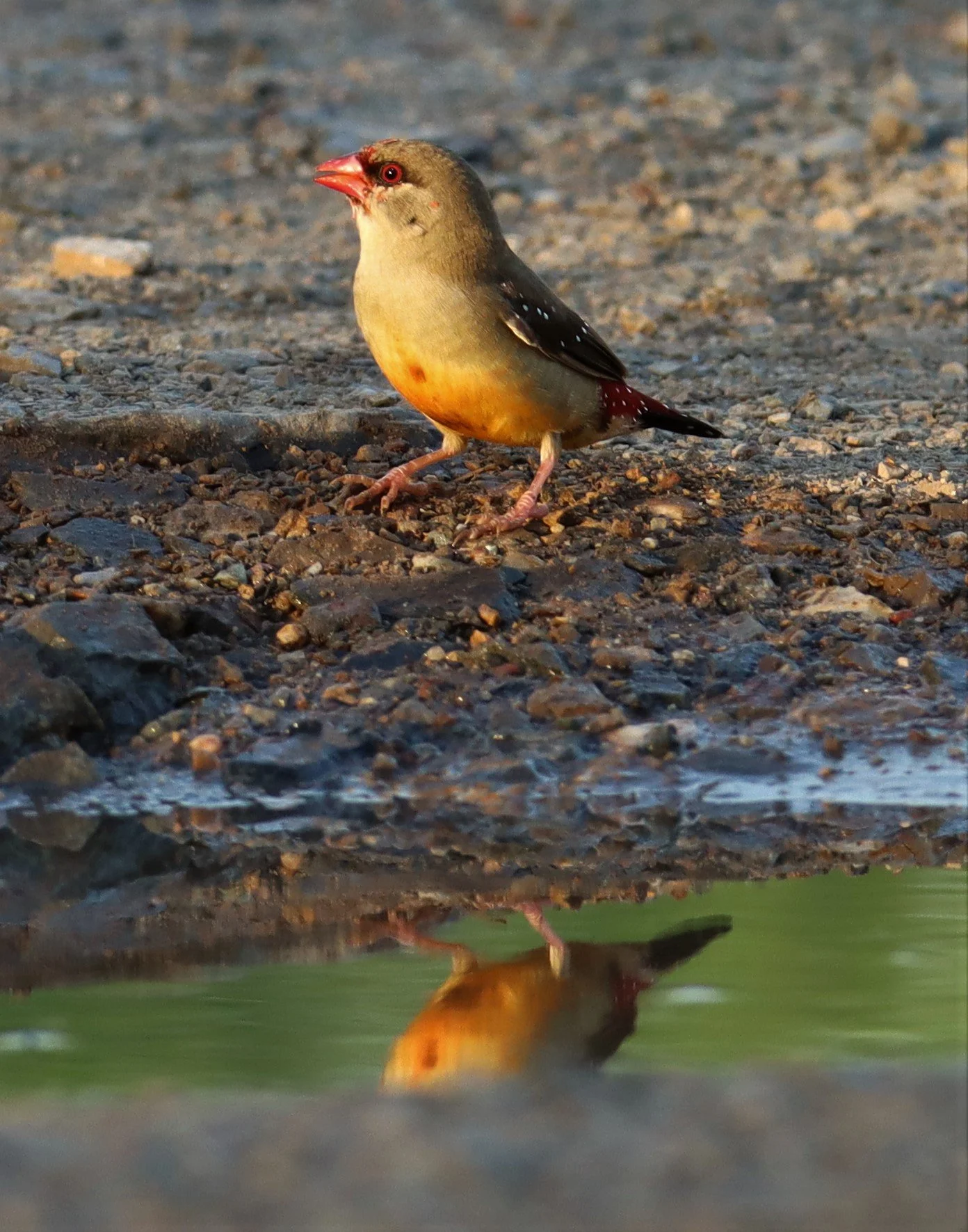 RED AVADAVAT - Amandava amandava - LAT KRABANG RICE FIELDS AT THAP YAO (117).jpg