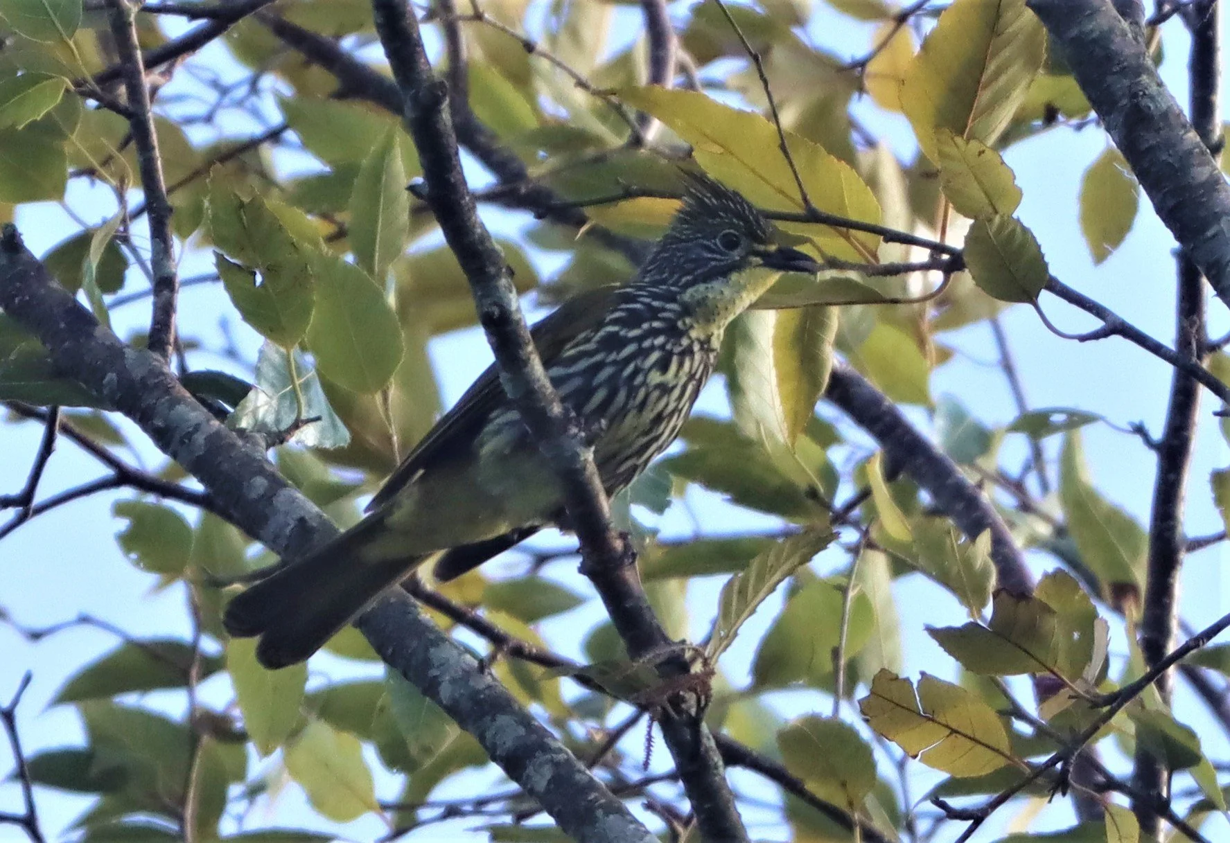 BULBUL - STREAKED BULBUL - Ixos malaccensis - DOI ANG KANG CHIANG MAI (2).jpg