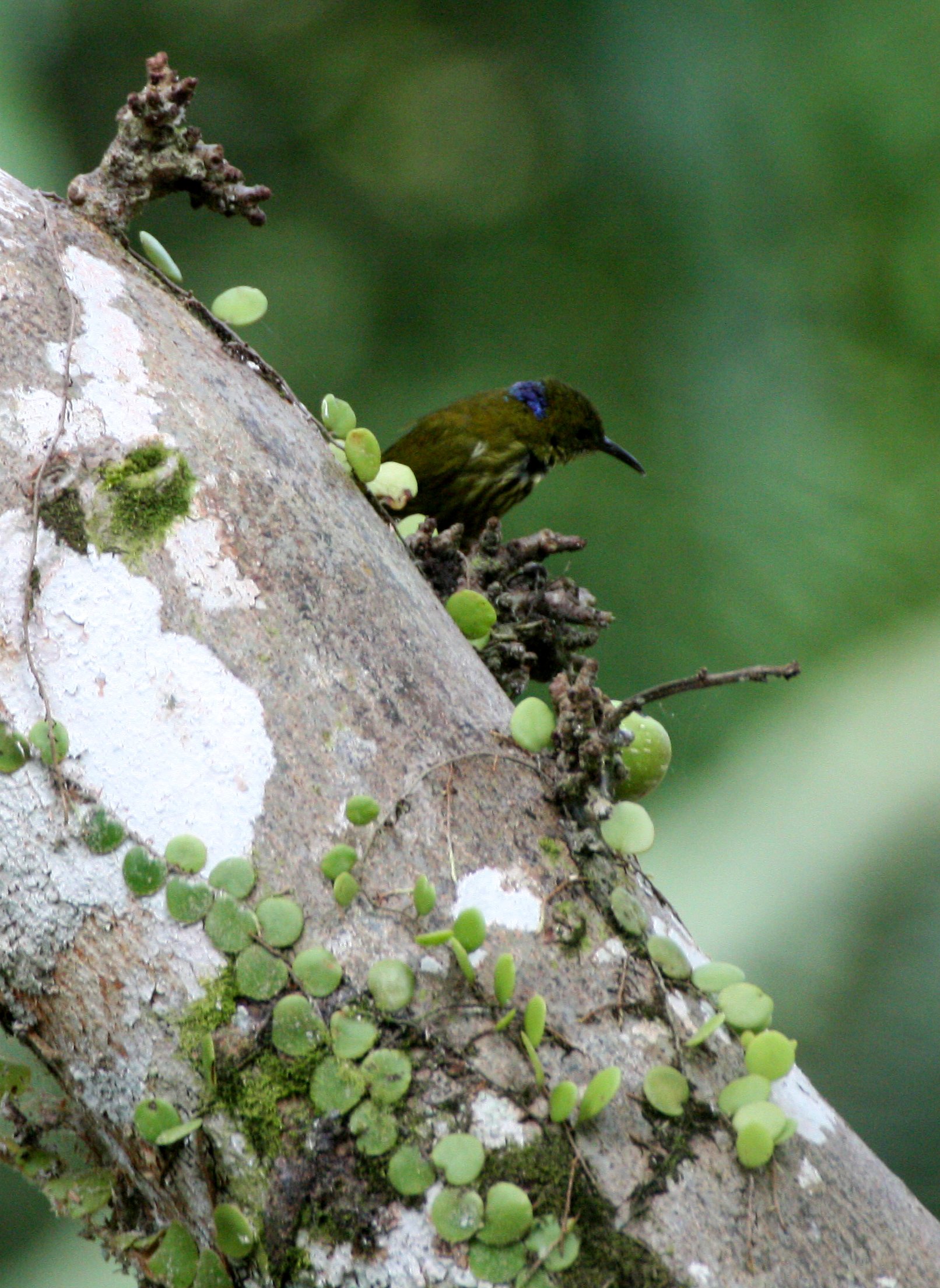 SUNBIRD - PURPLE-NAPED SUNBIRD - Hypogramma hypogrammicum - KRUNG CHIN NP THAILAND  (5).JPG