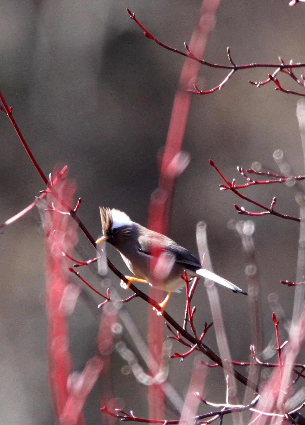 White-collared Yuhina (Parayuhina diademata) Baima Snow Mountain, Yunnan China (6).JPG