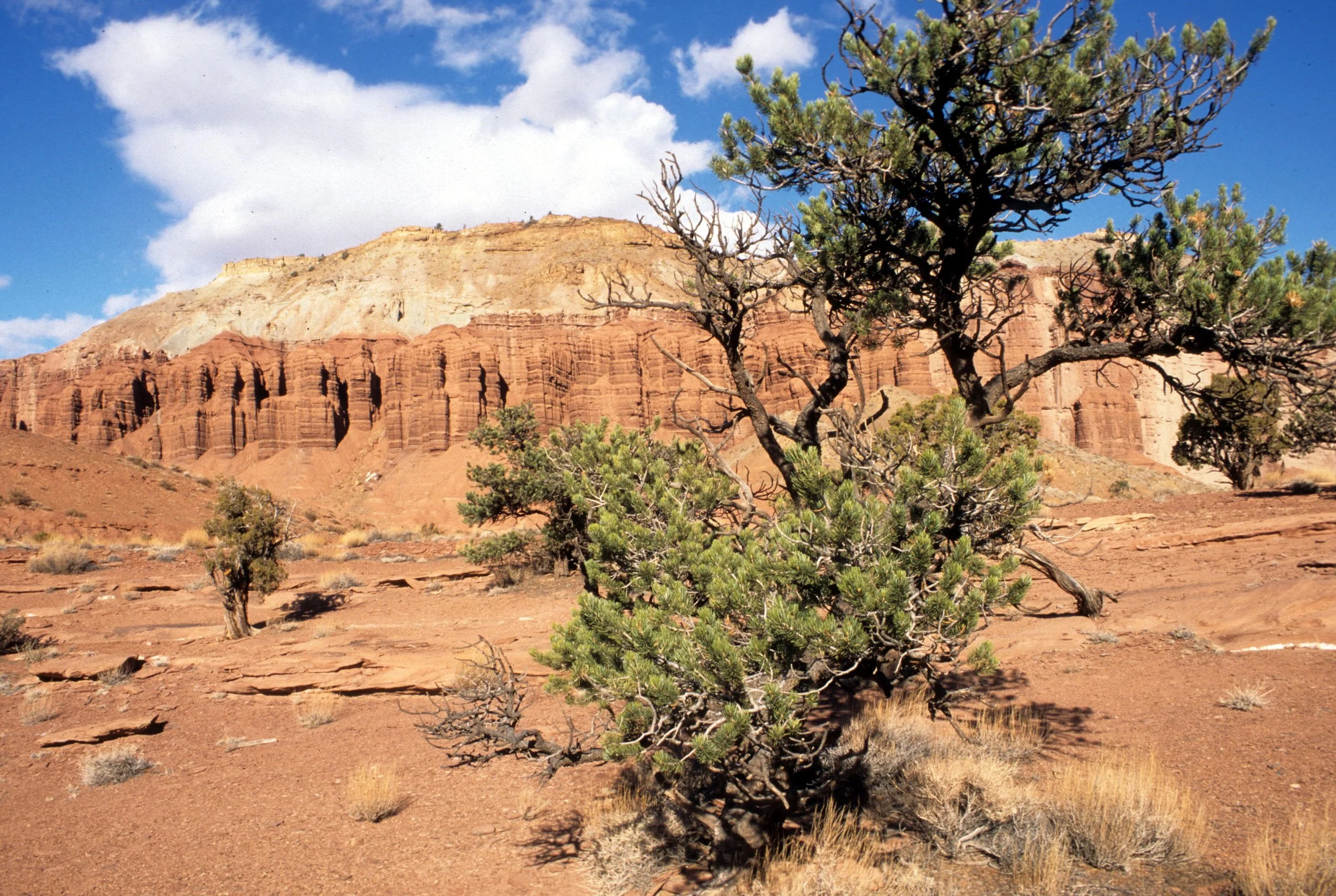 UTAH - CAPITOL REEF NP B.jpg