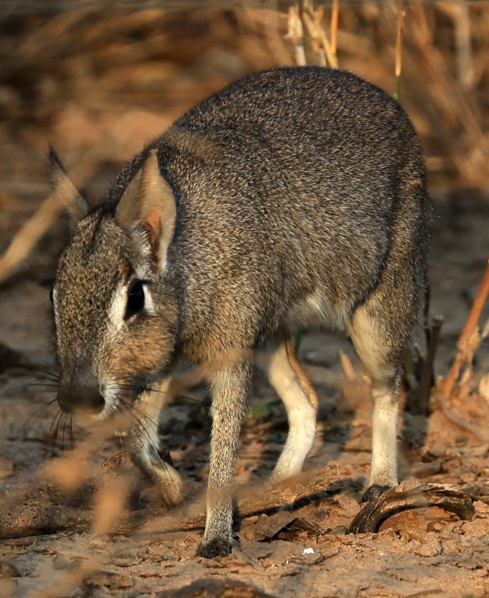 Chacoan Mara (Dolichotis salinicola) Aurora Chaquena Reserve, Neuland Mennonite Colony Paraguay (32).jpg