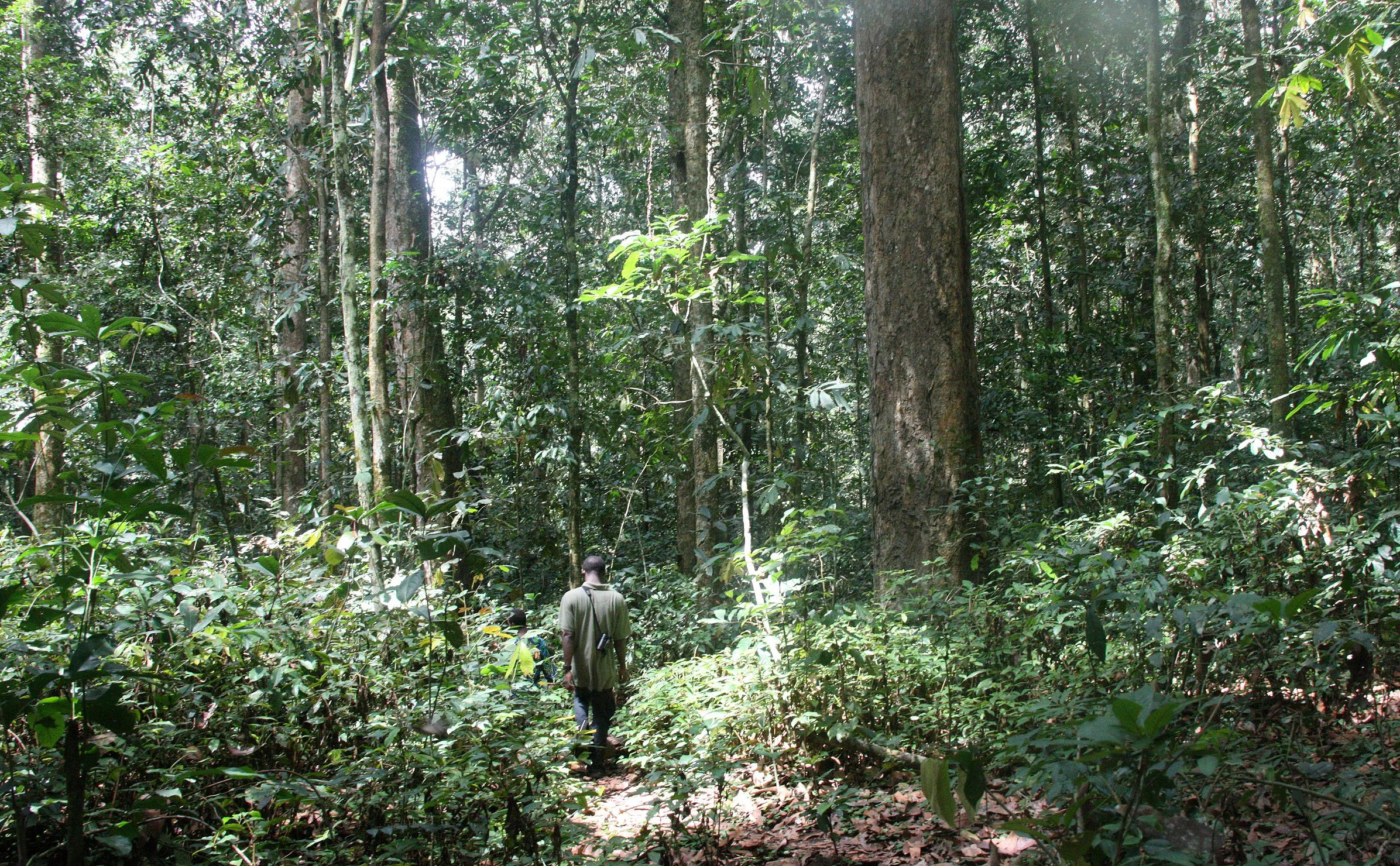 DZANGA NDOKI NATIONAL PARK CENTRAL AFRICAN REPUBLIC (60).JPG