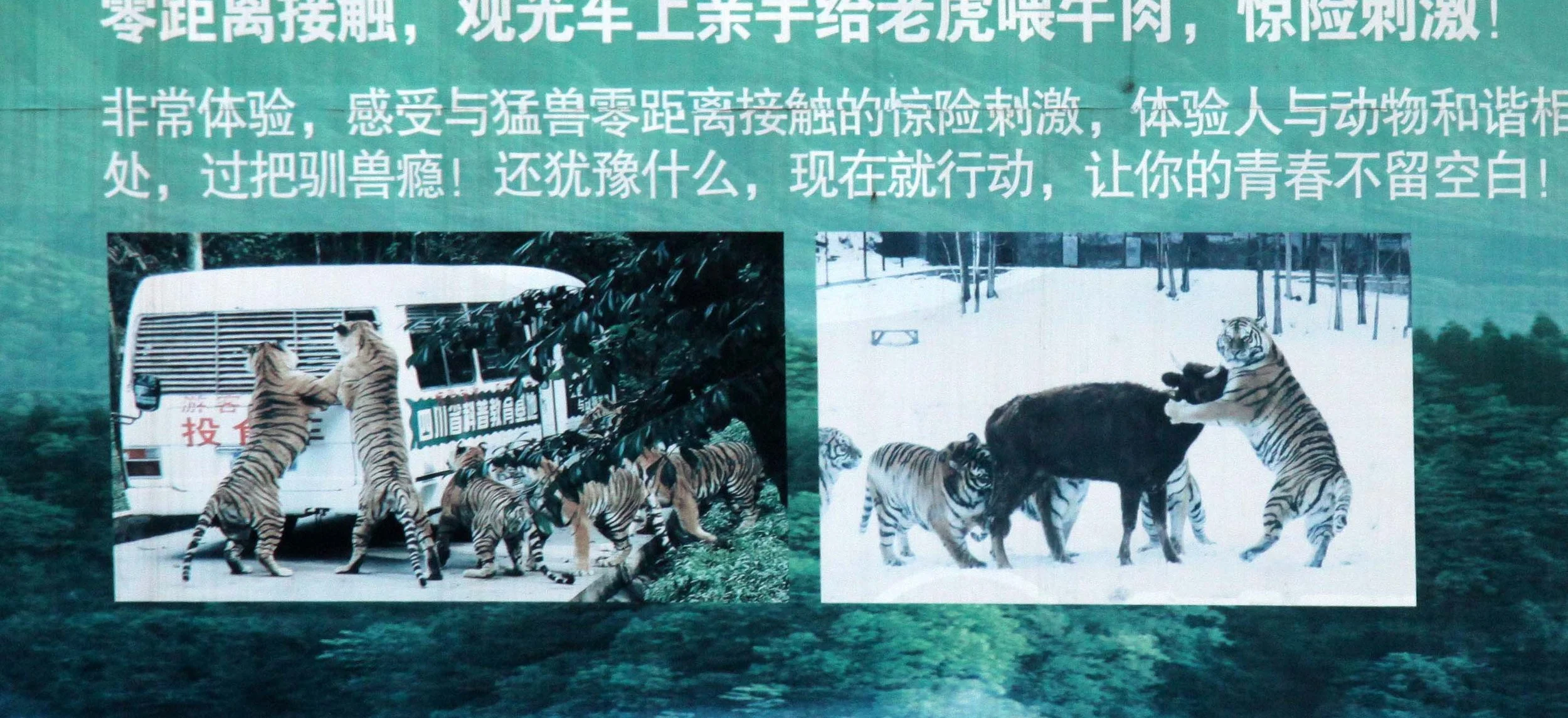 BIFENGXIA PANDA RESERVE - SICHUAN CHINA.JPG