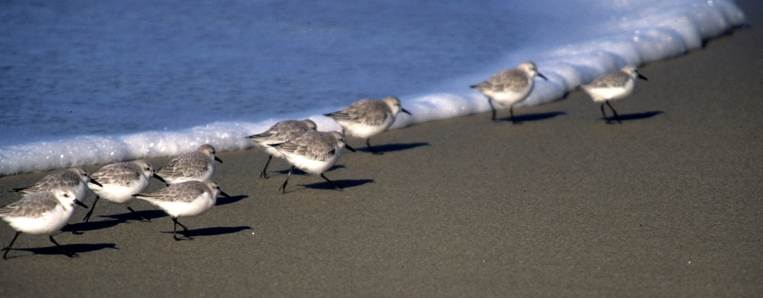 BIRD - SANDERLINGS - POINT REYES CALIF.jpg