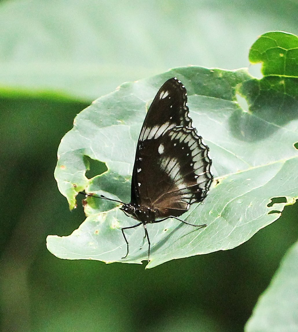 Nymphalidae - Hypolimnas bolina - Koh Lanta Thailand 