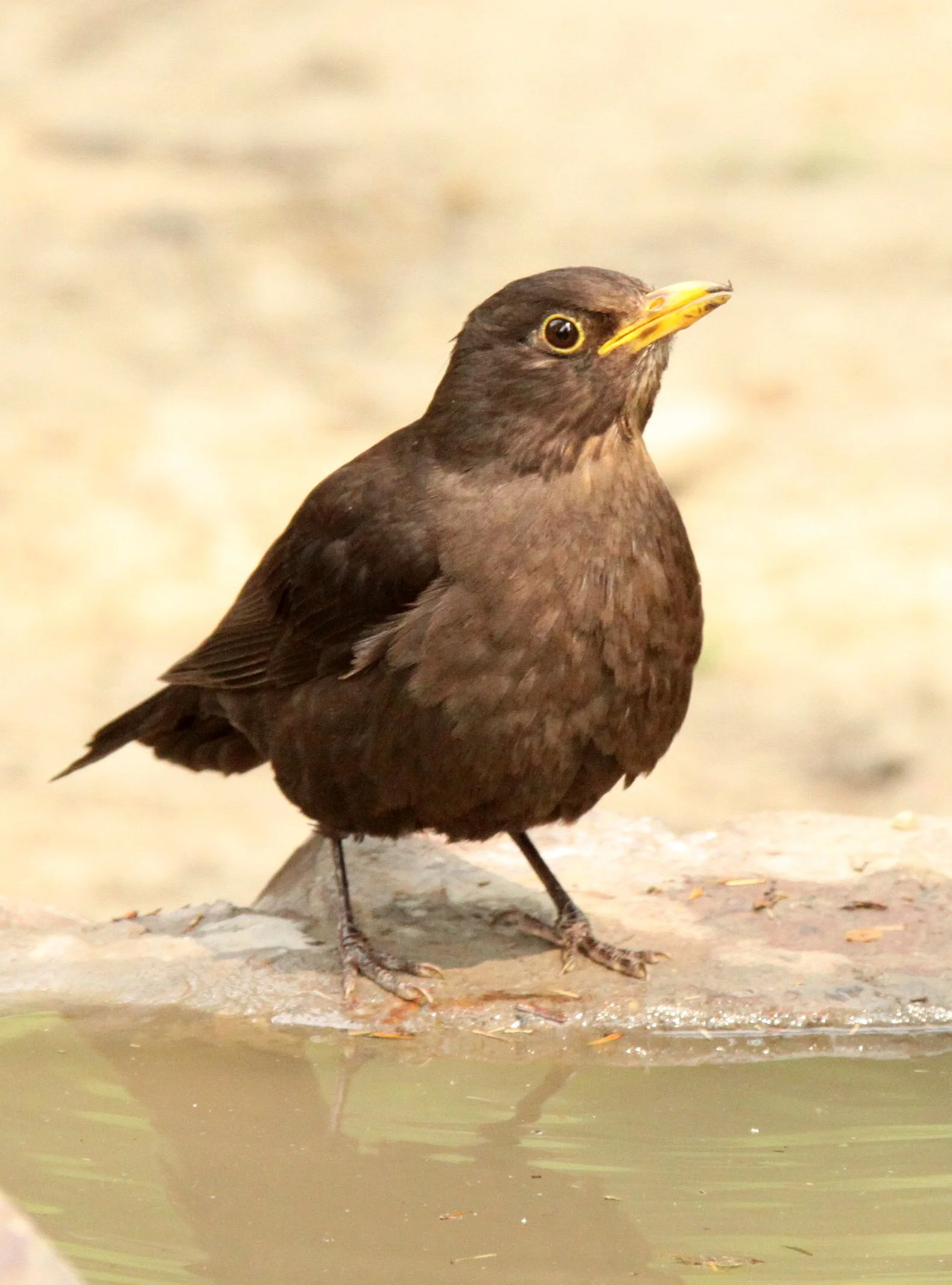 Eurasian Blackbird (Turdus merula mandarinus) Shanghai Zoo (2).JPG