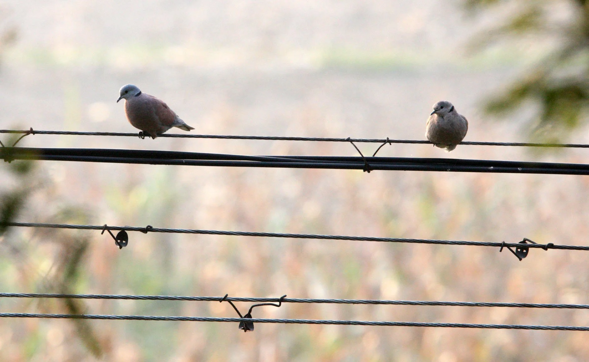 Red Collared-Dove (Streptopelia tranquebarica) Nankou Rudong China (3).JPG