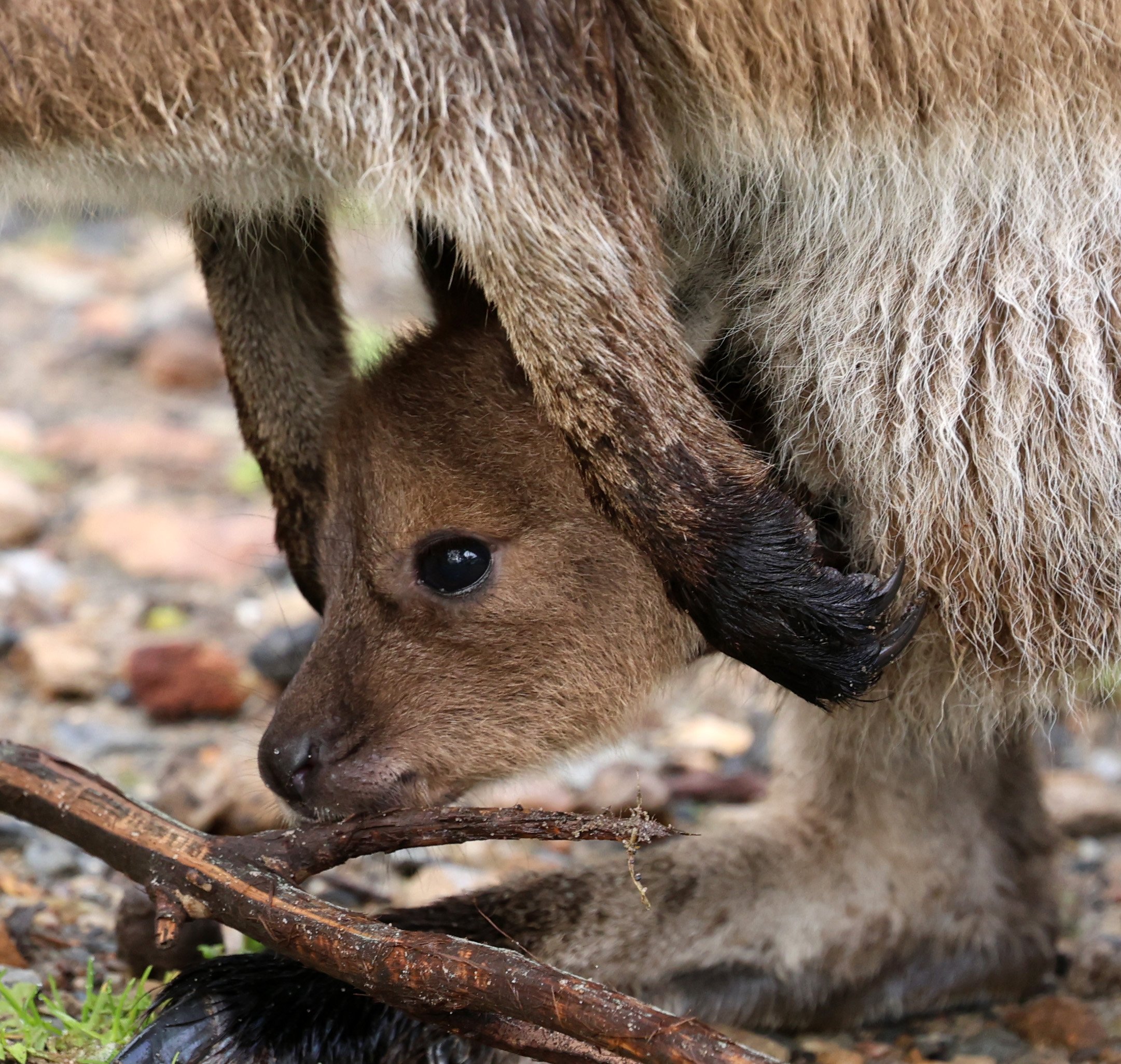 Western Grey Kangaroo (Macropus fuliginosus melanops) Brookfield Conservation Park - South Australia 