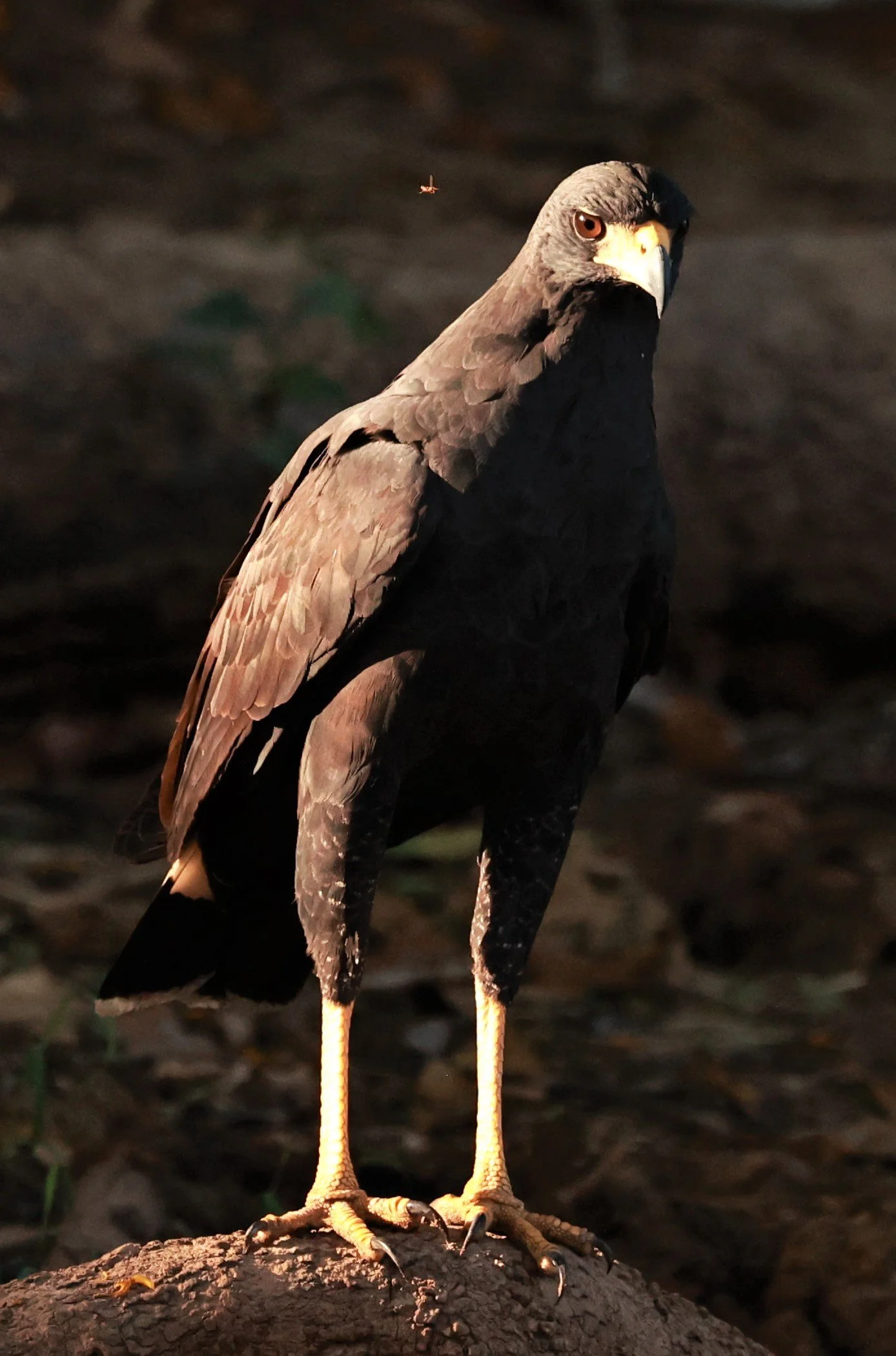 Hawk - Great Black Hawk - Buteogallus urubitinga - Pantanal, Encontro das Águas State Park, Porto Jofre, Cuiaba River, Brazil (28).JPG