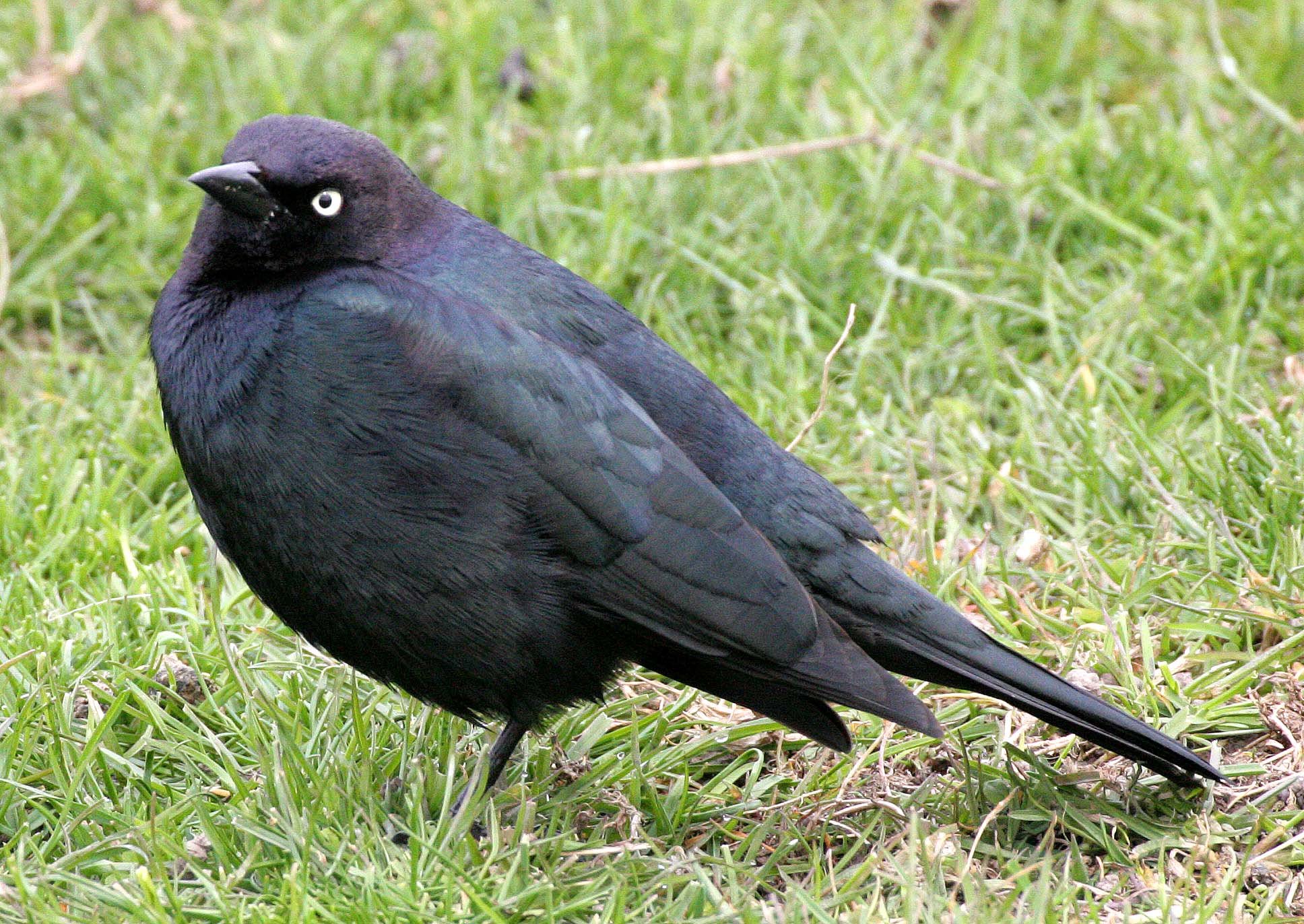 Brewer's Blackbird (Euphagus cyanocephalus) Dungeness Sequim Washington (10).jpg