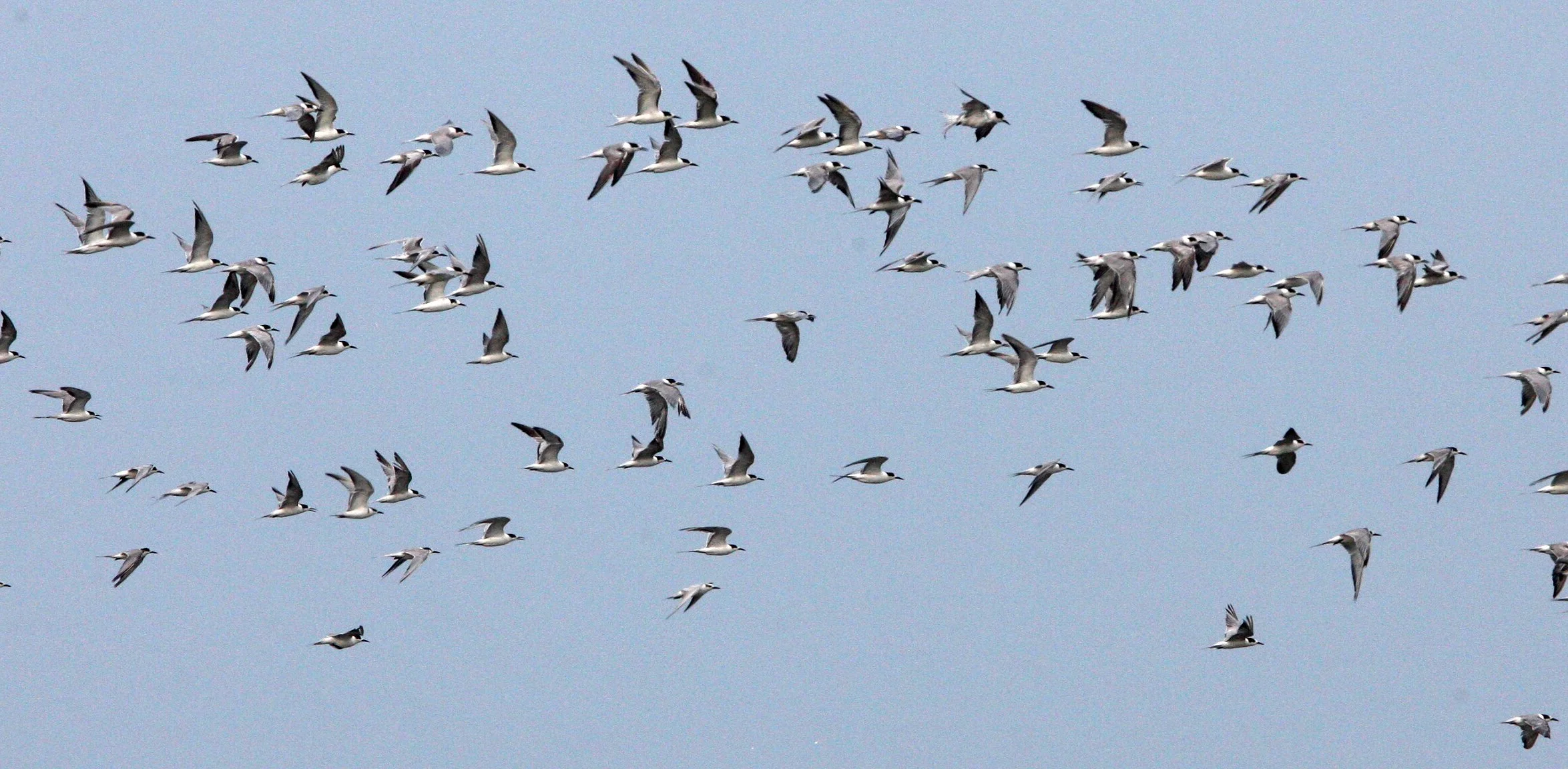 BIRD - TERN - BLACK-NAPED & COMMON TERNS - PETCHABURI PROVINCE, PAK THALE (11).JPG