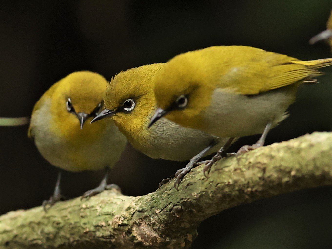 Indian White-eye (Zosterops palpebrosus) Doi Inthanon NP Chiang Mai (19).JPG